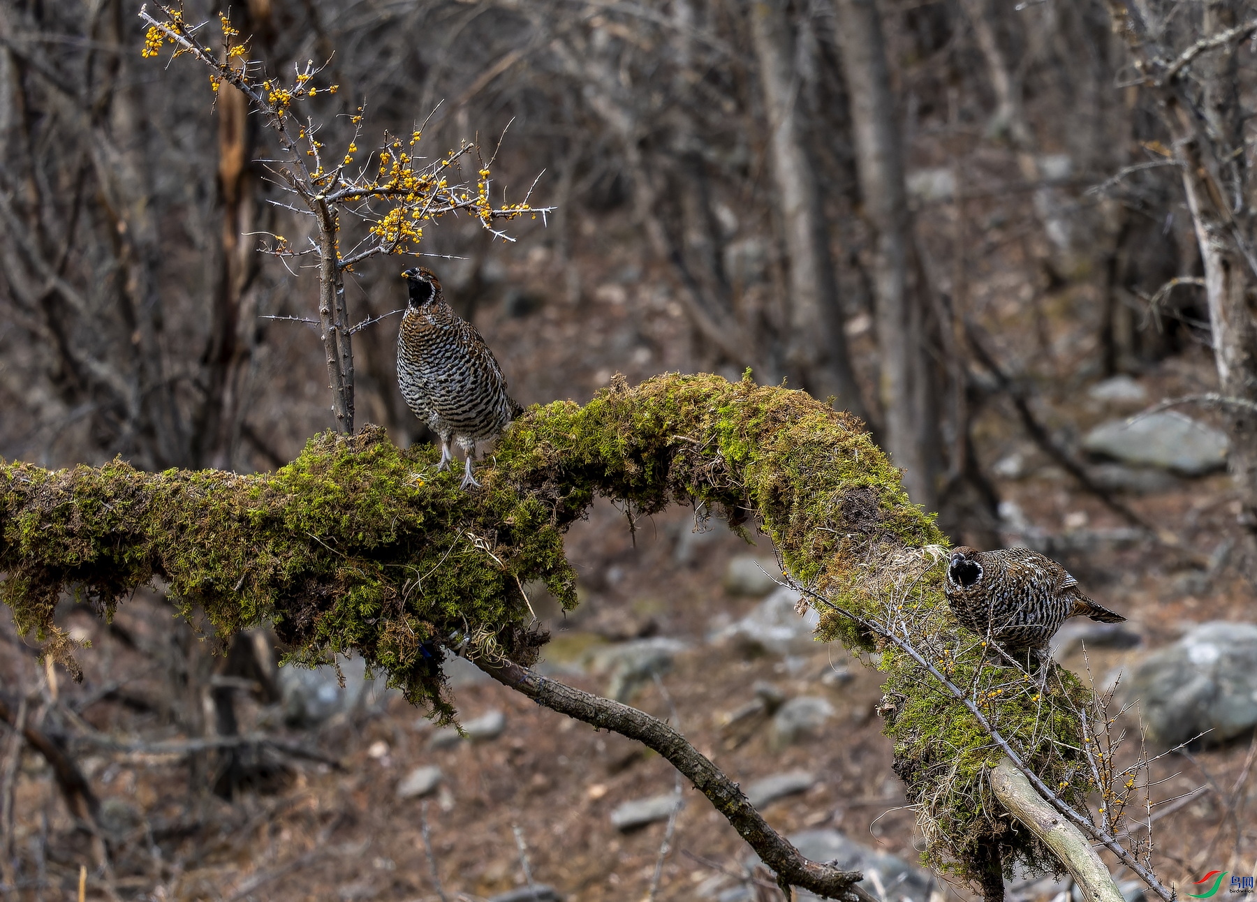 ��β黼� (27).jpg