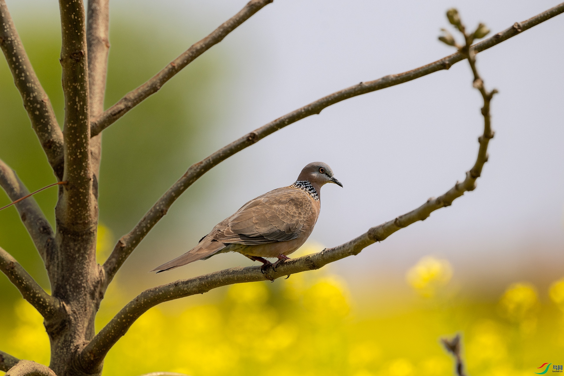 _DSC9784 ����.jpg