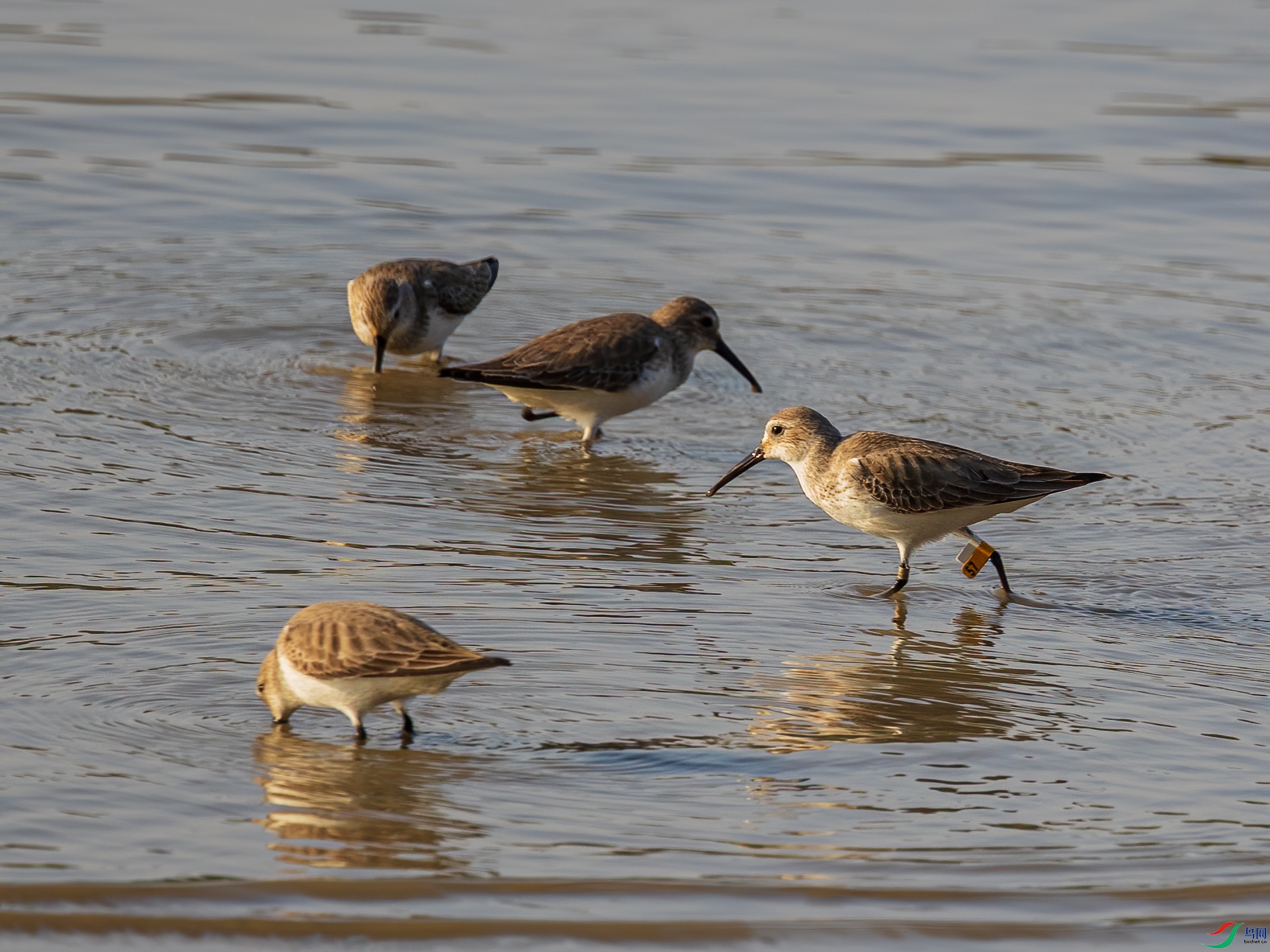 �ڸ�����