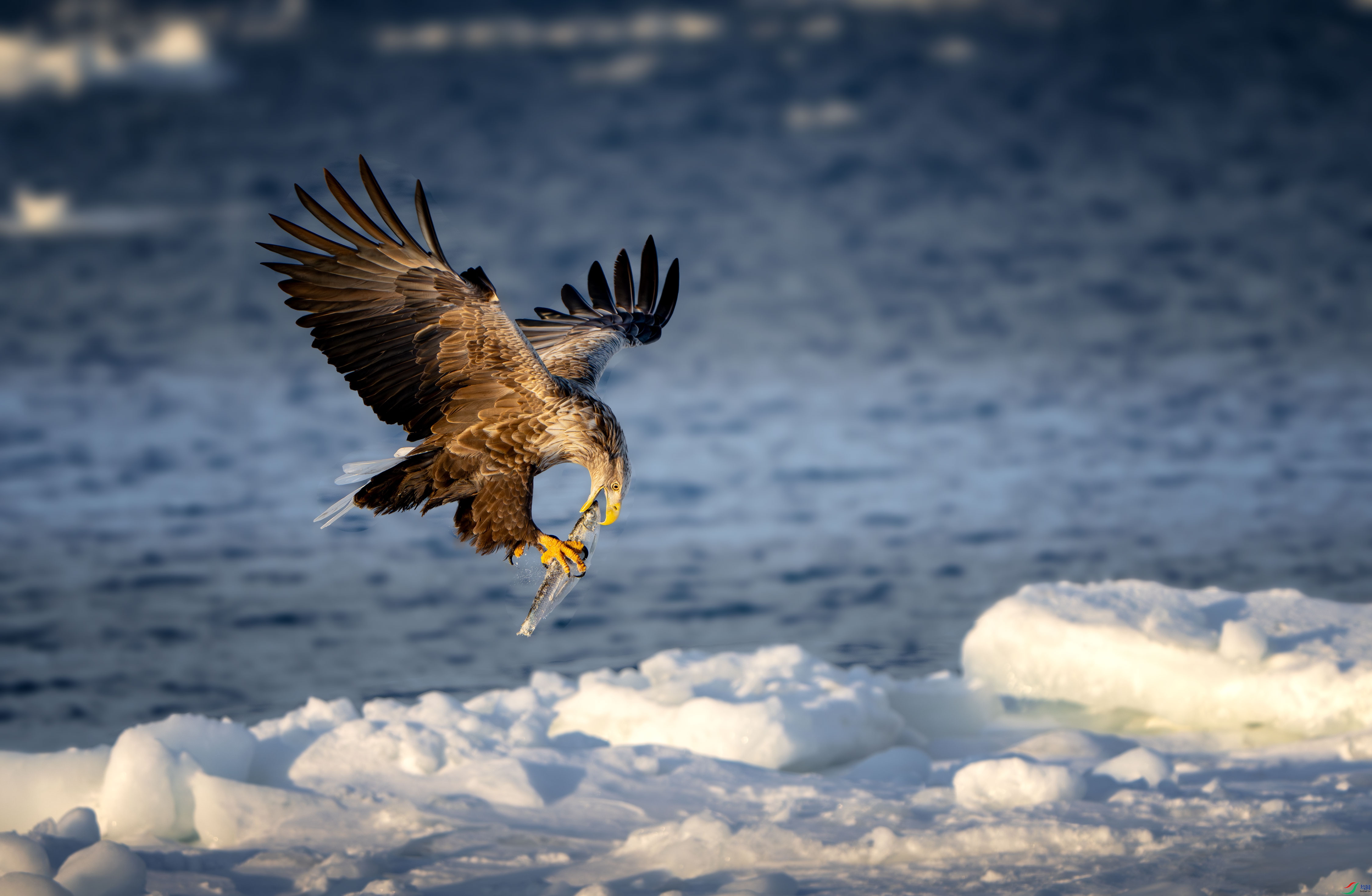 ��β����