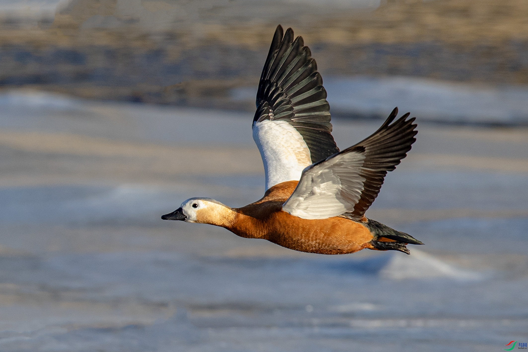 _90I2078 ����.jpg