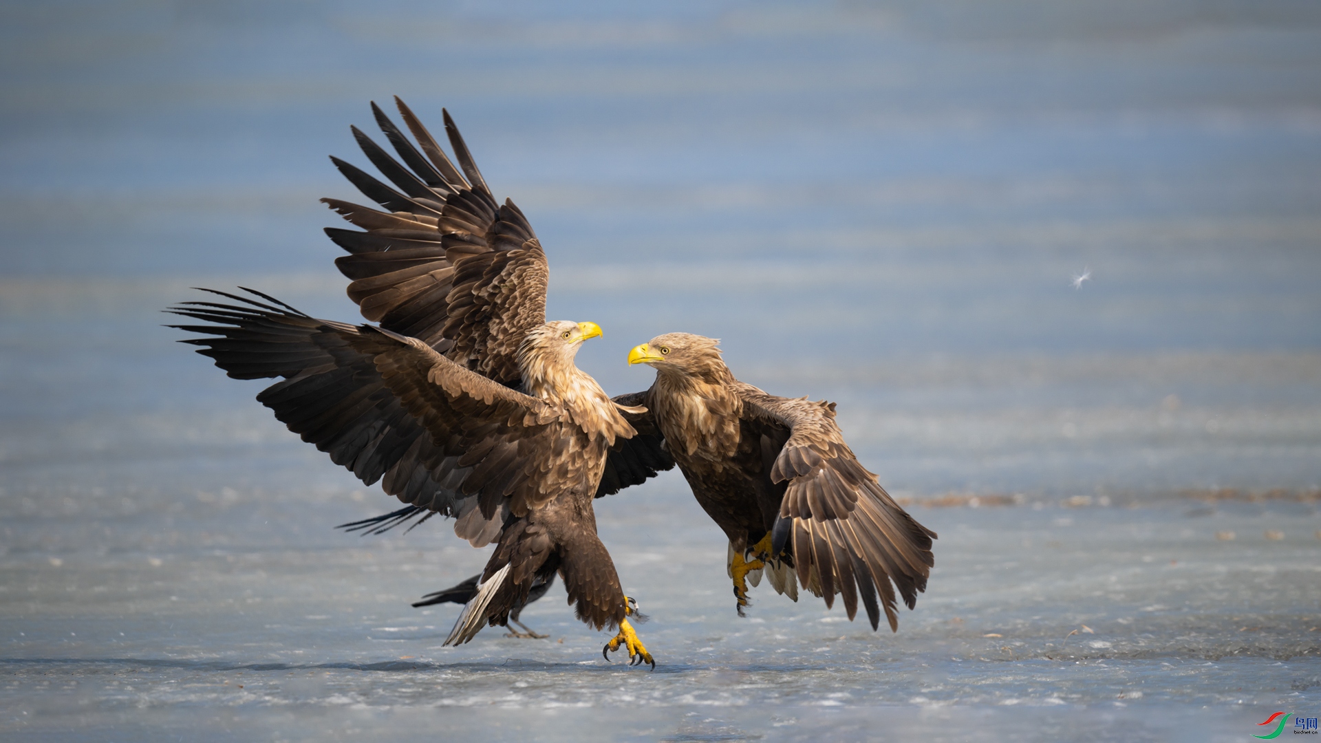 ��β����