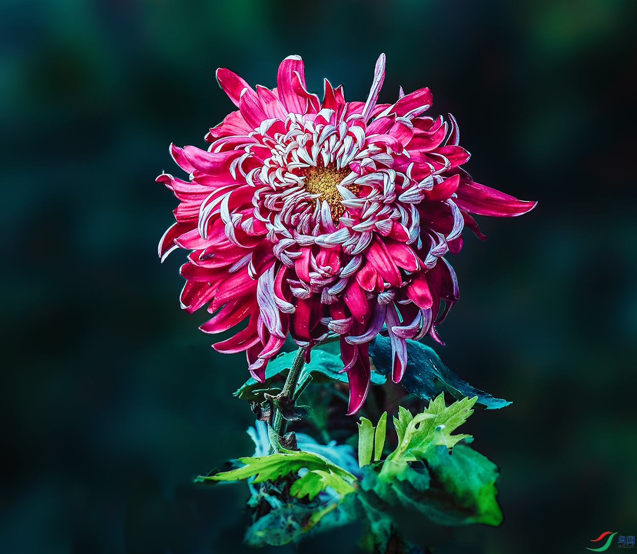 0000583A0536����ƺ� 1000k.jpg