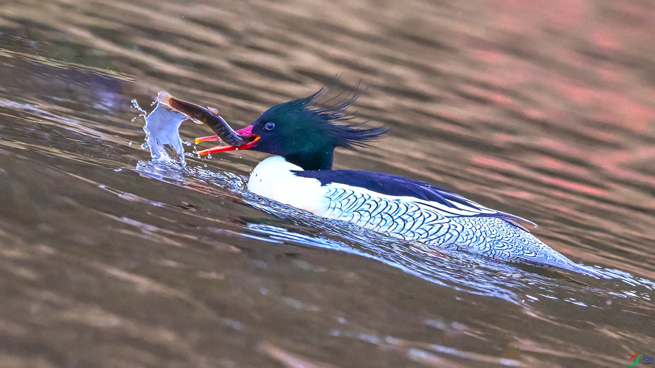 0965 ����.jpg