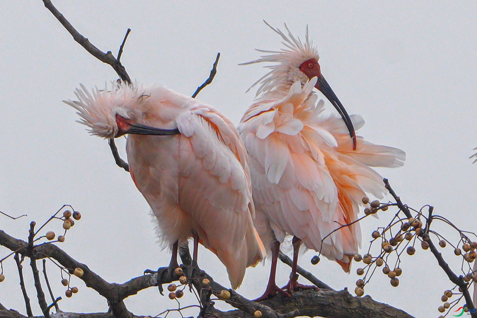 ����ʽ����