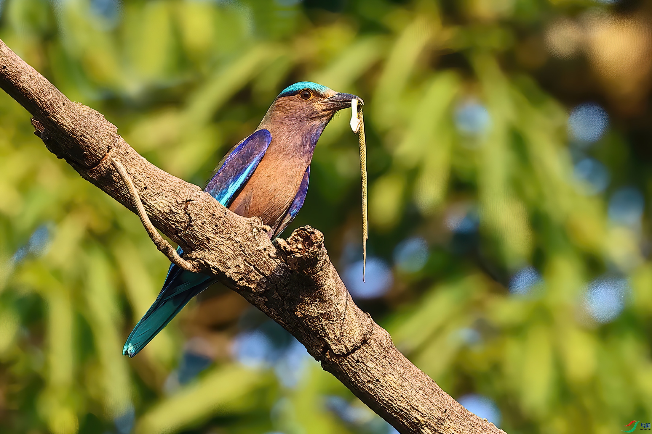 ������ջ�