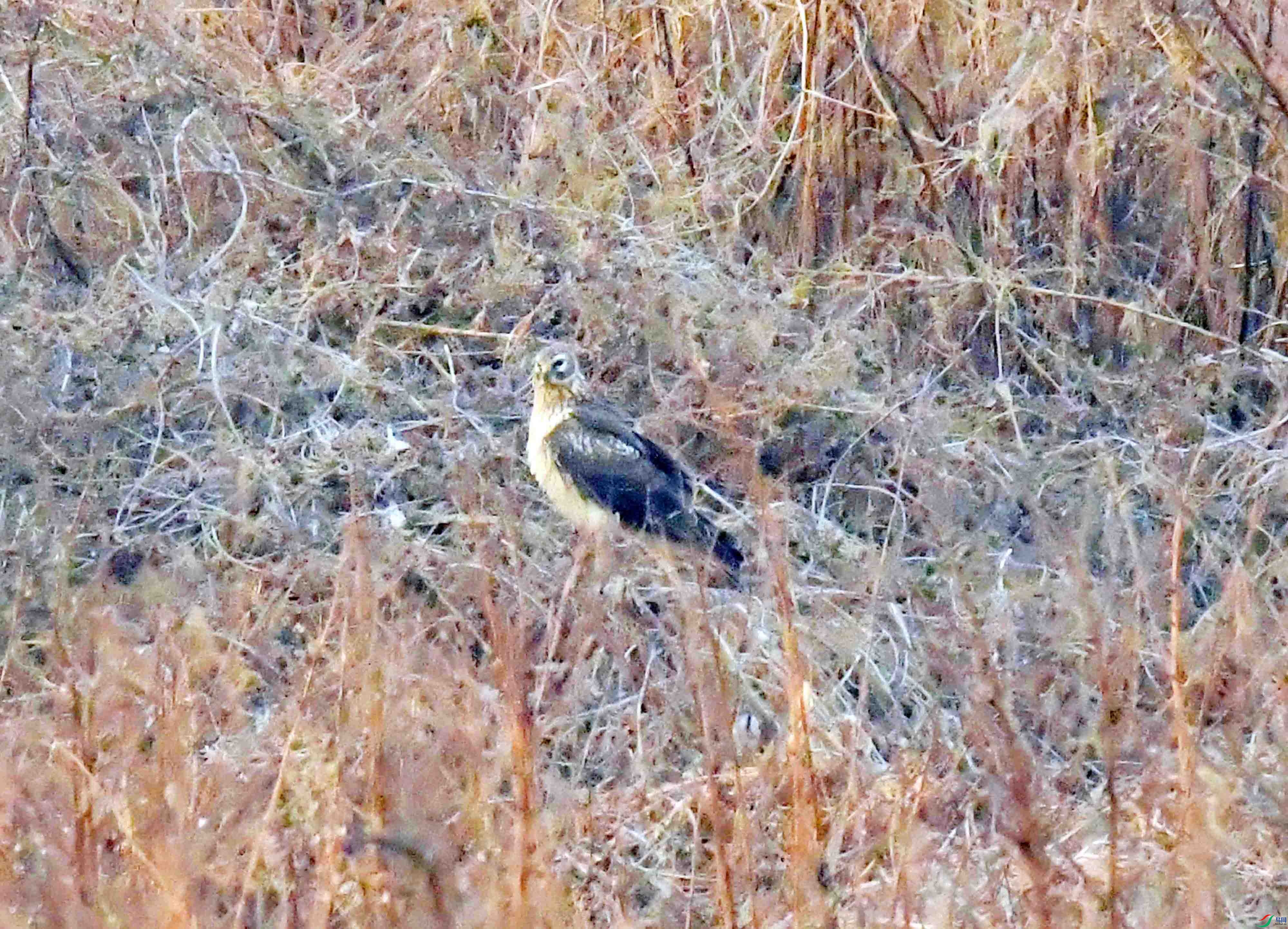 DSC_0136.JPG
