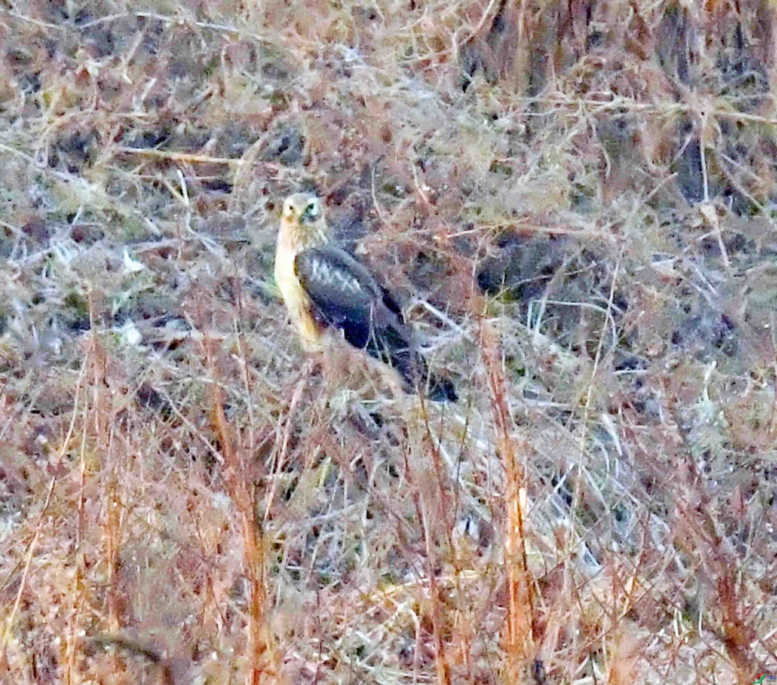 DSC_0154.JPG