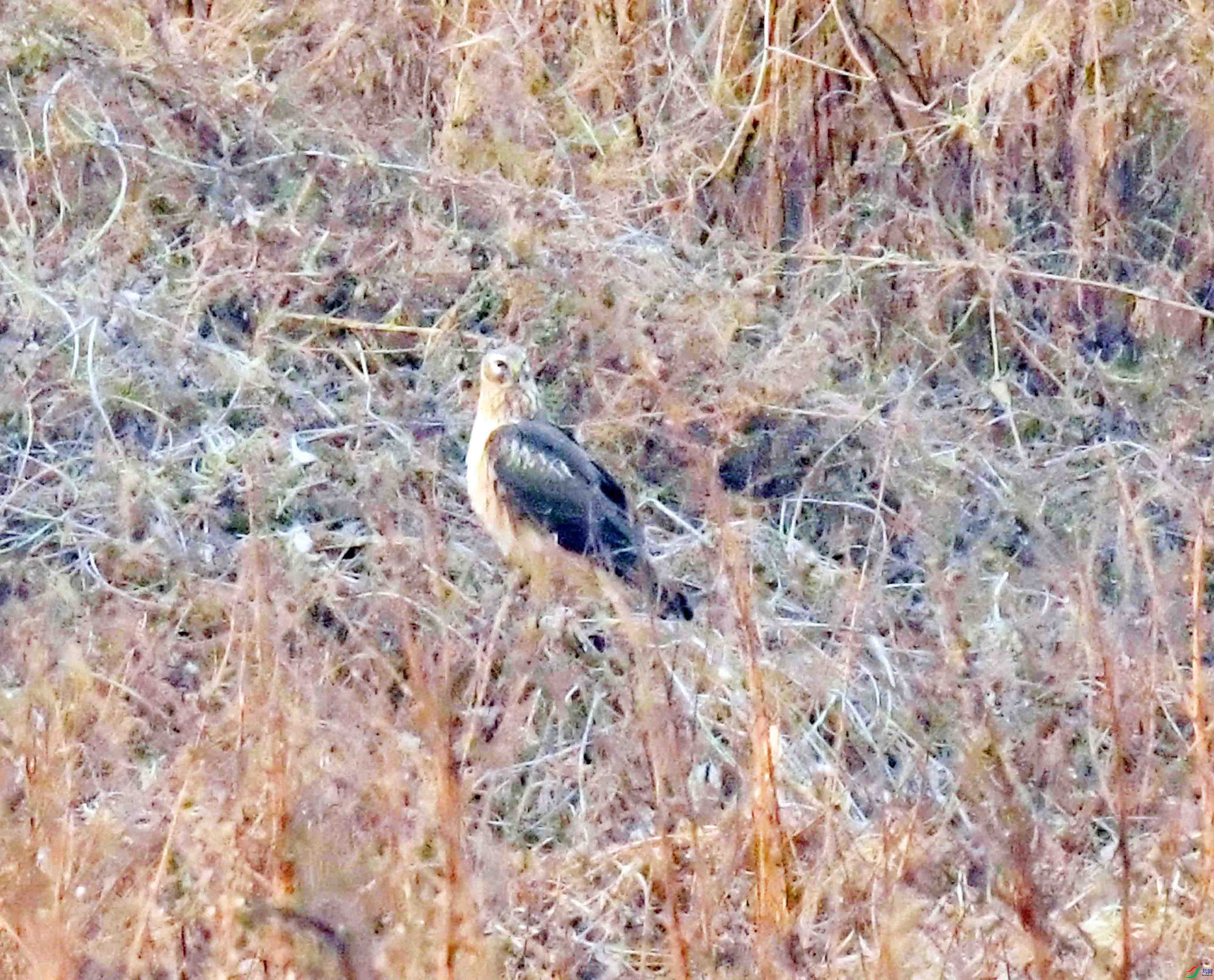 DSC_0153.JPG