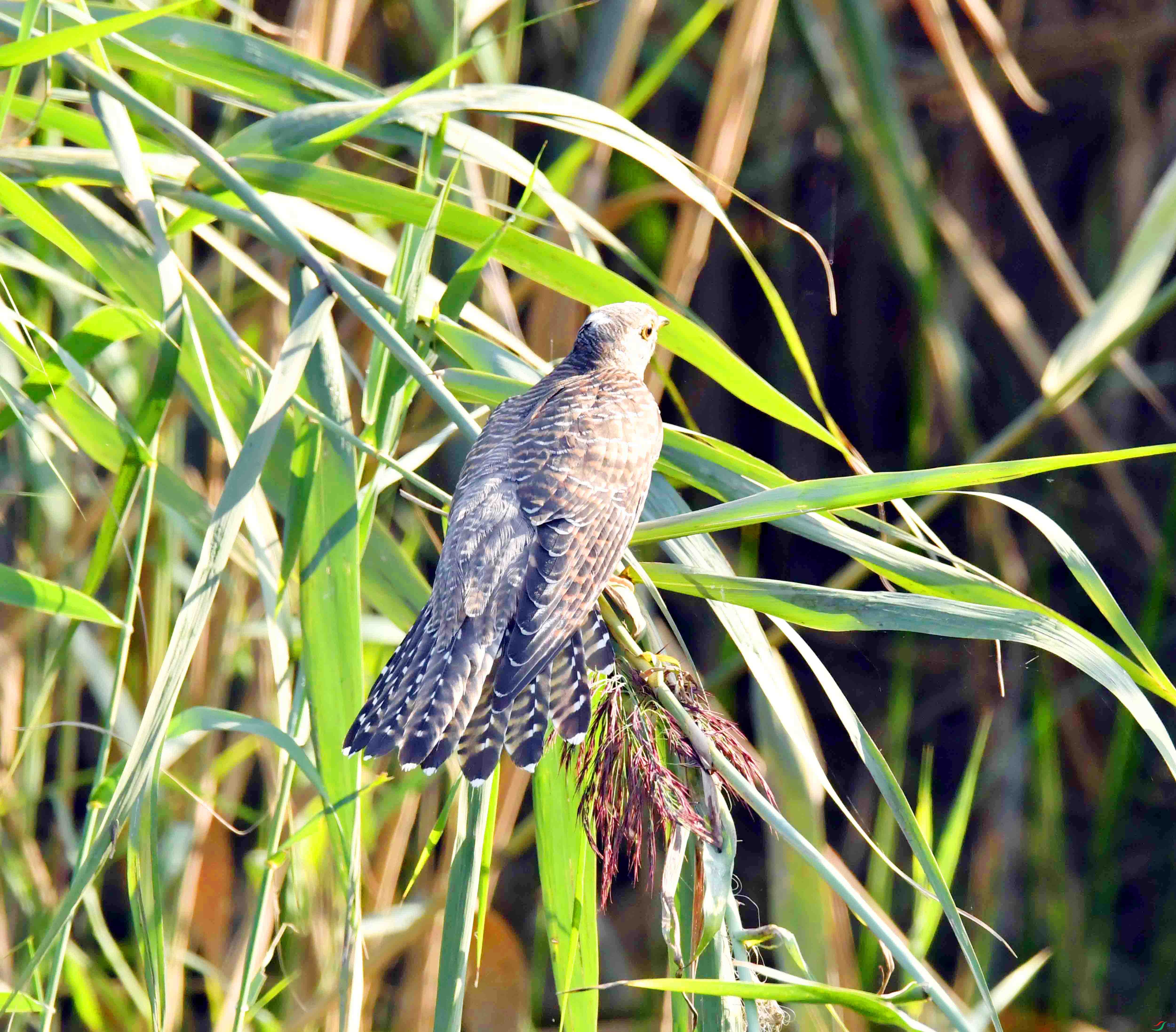 DSC_3084.JPG