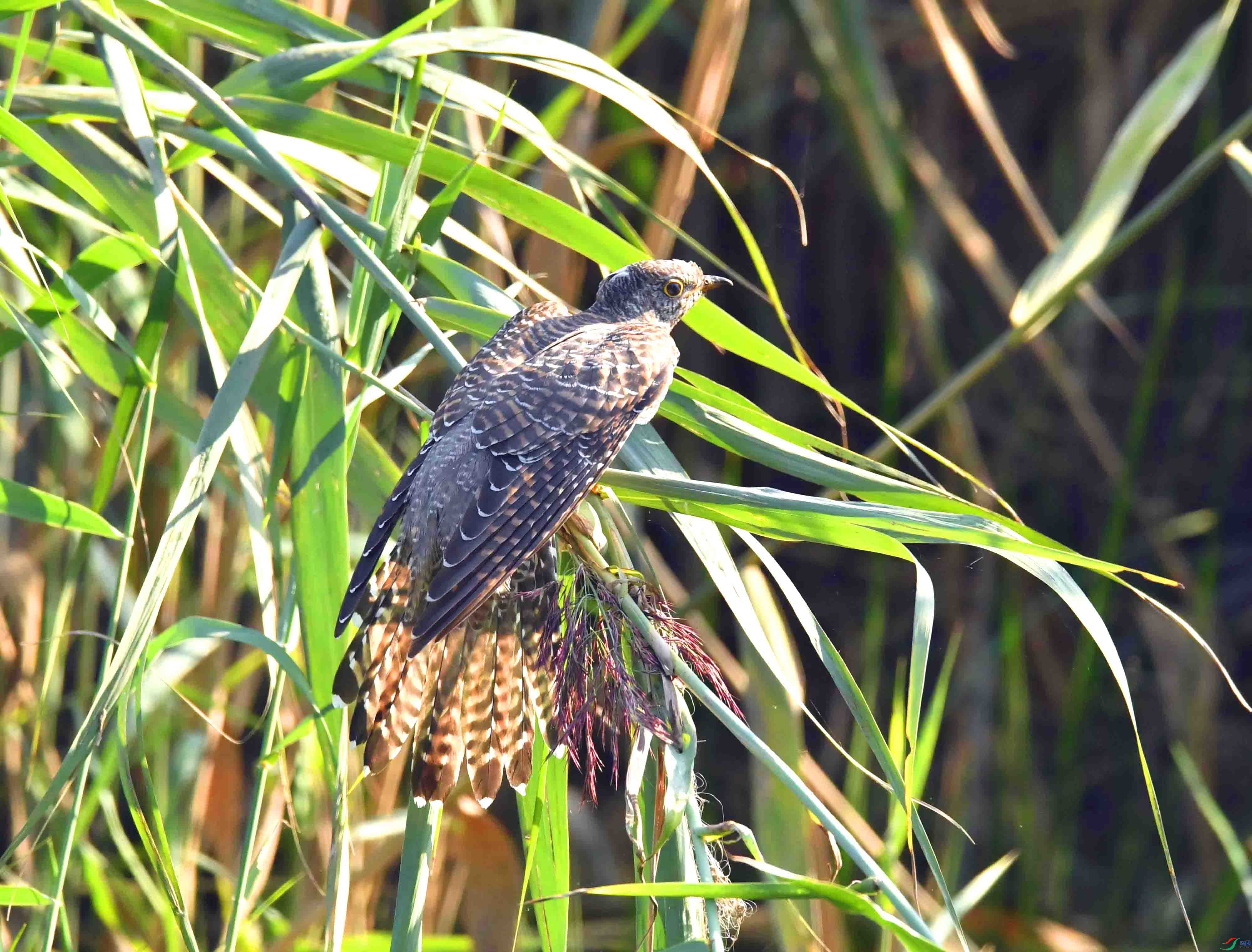 DSC_3085.JPG