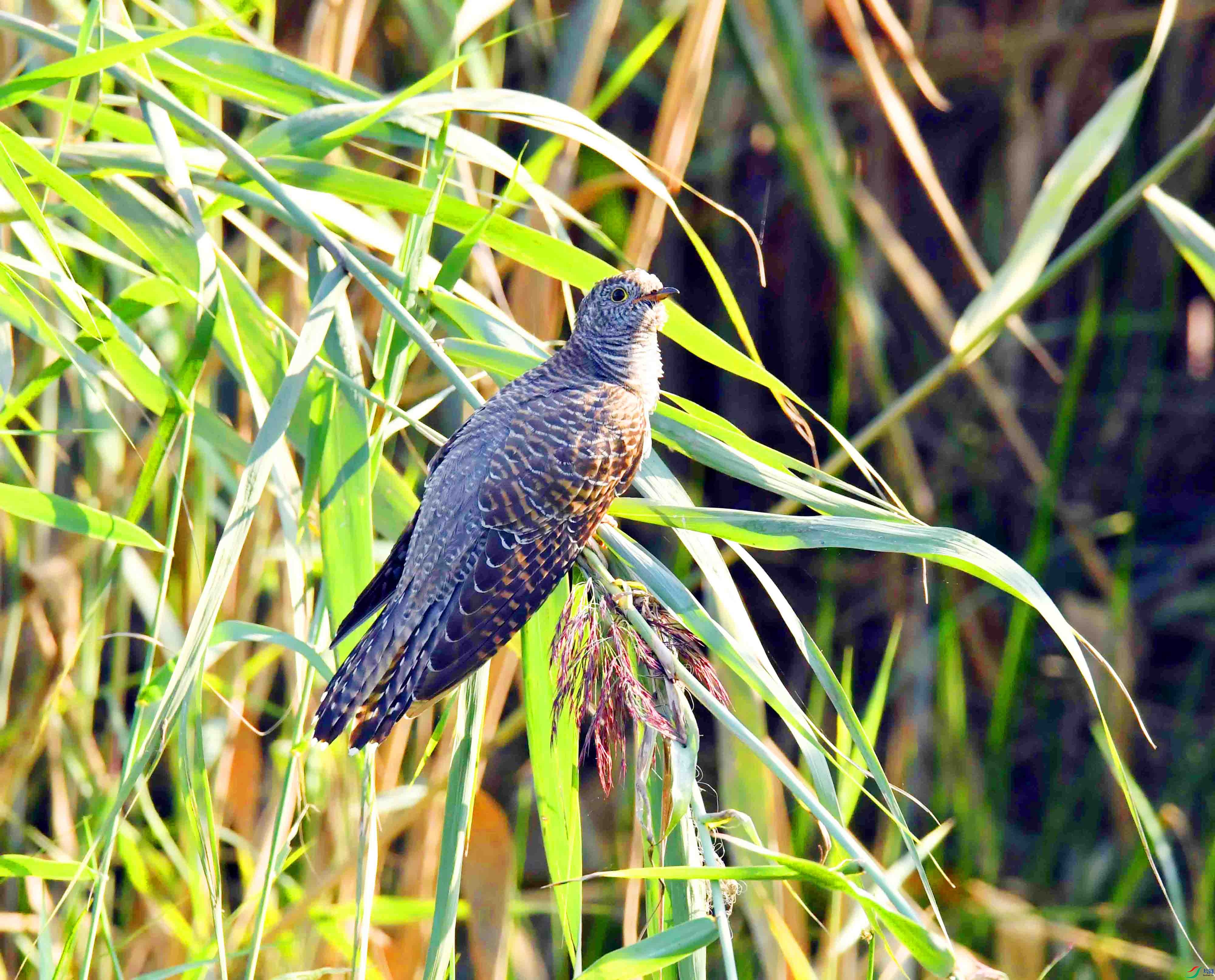 DSC_3096.JPG