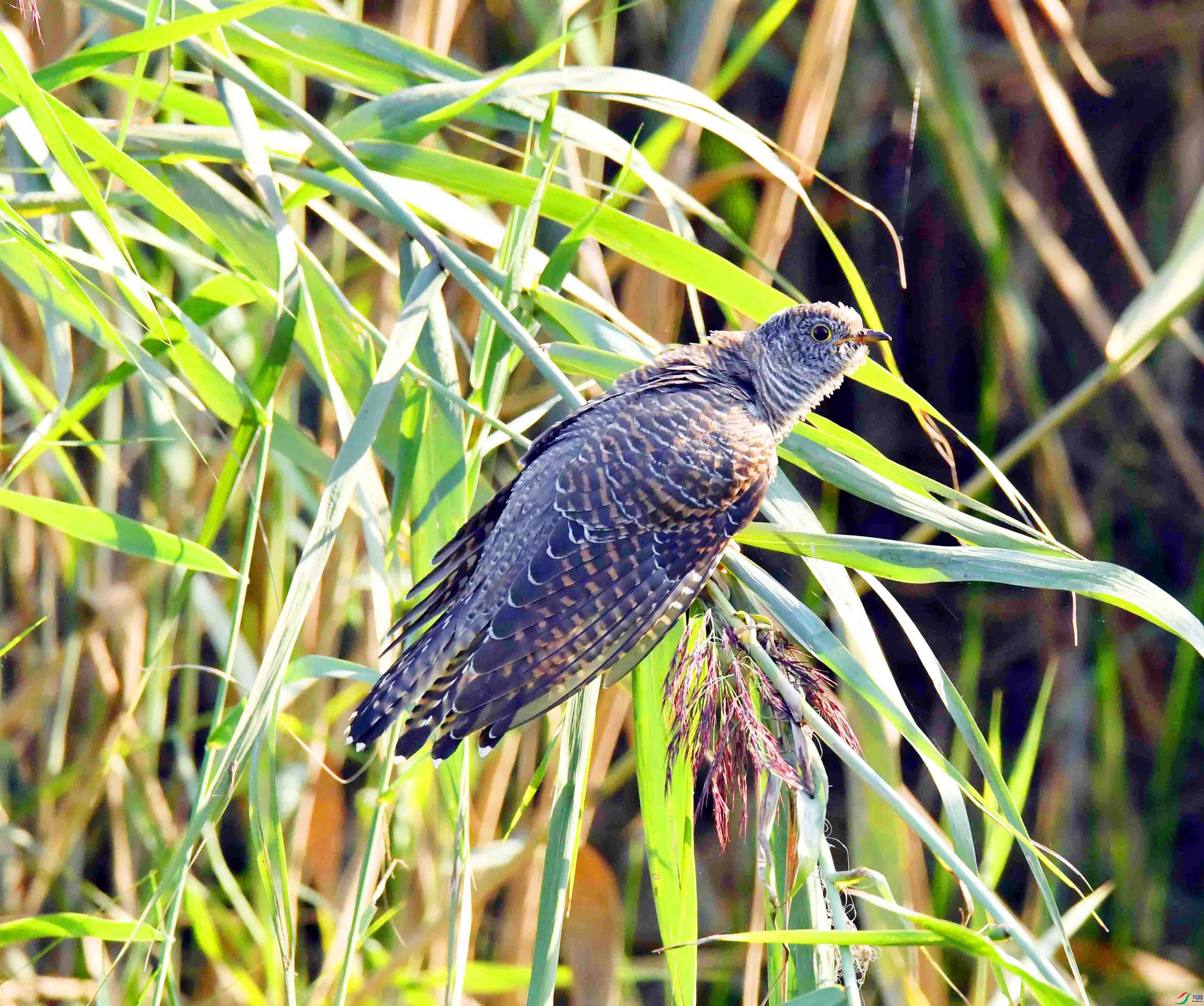 DSC_3092.JPG
