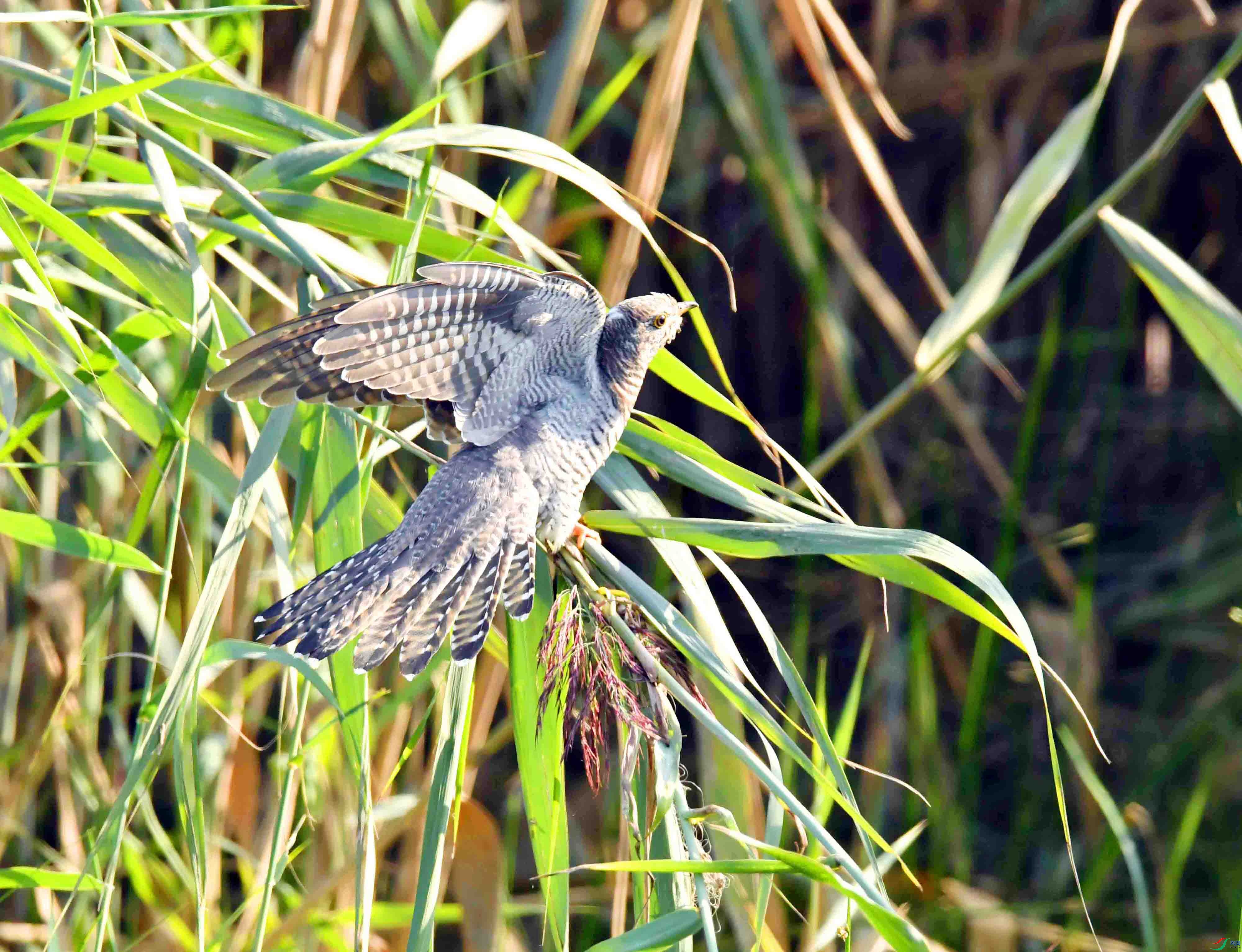 DSC_3099.JPG