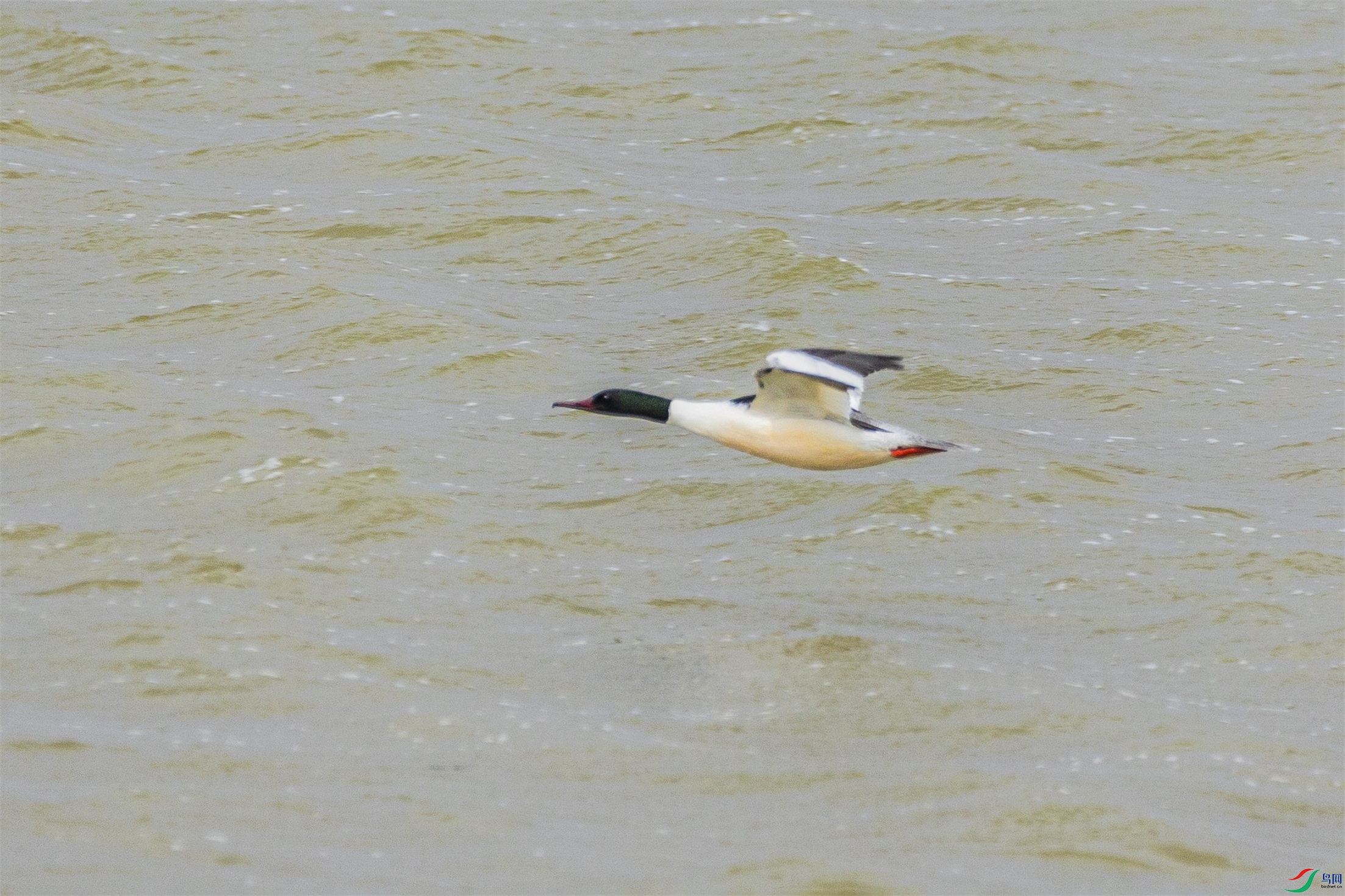 1K3A3971 ����1.jpg