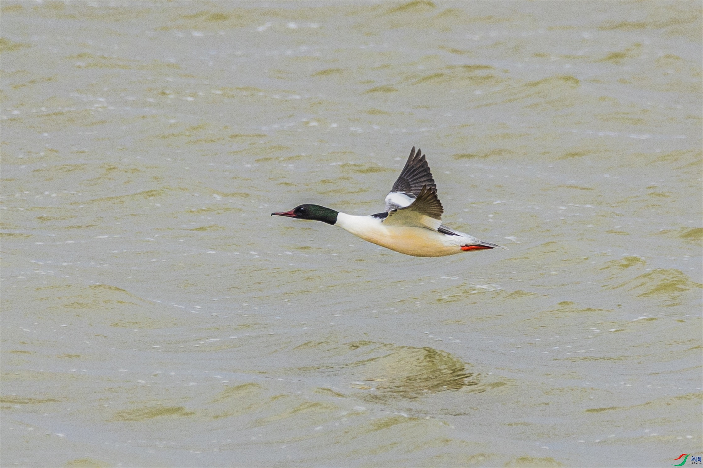 1K3A3970 ����1.jpg