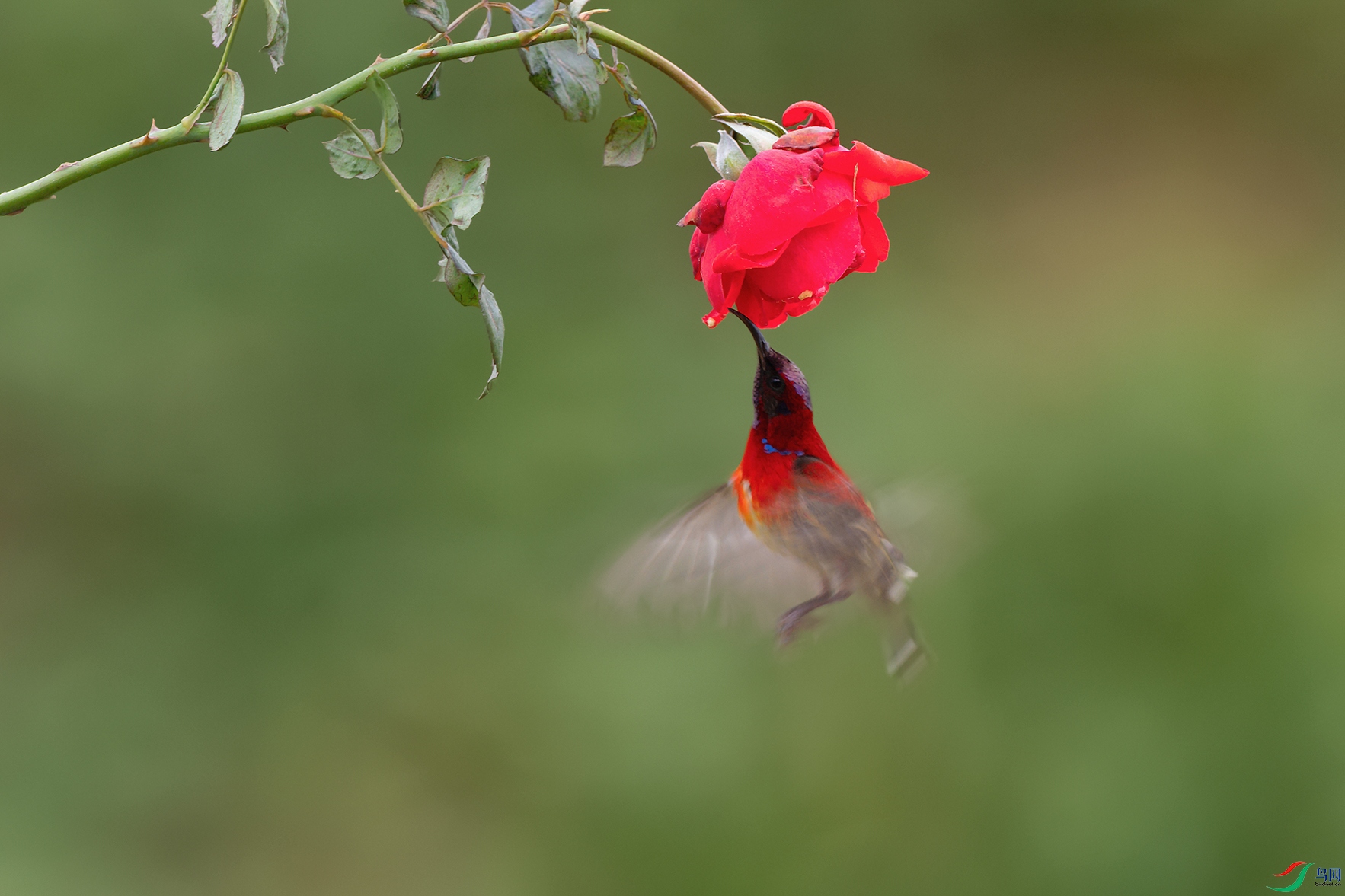 DSC_7237_DxOa.jpg