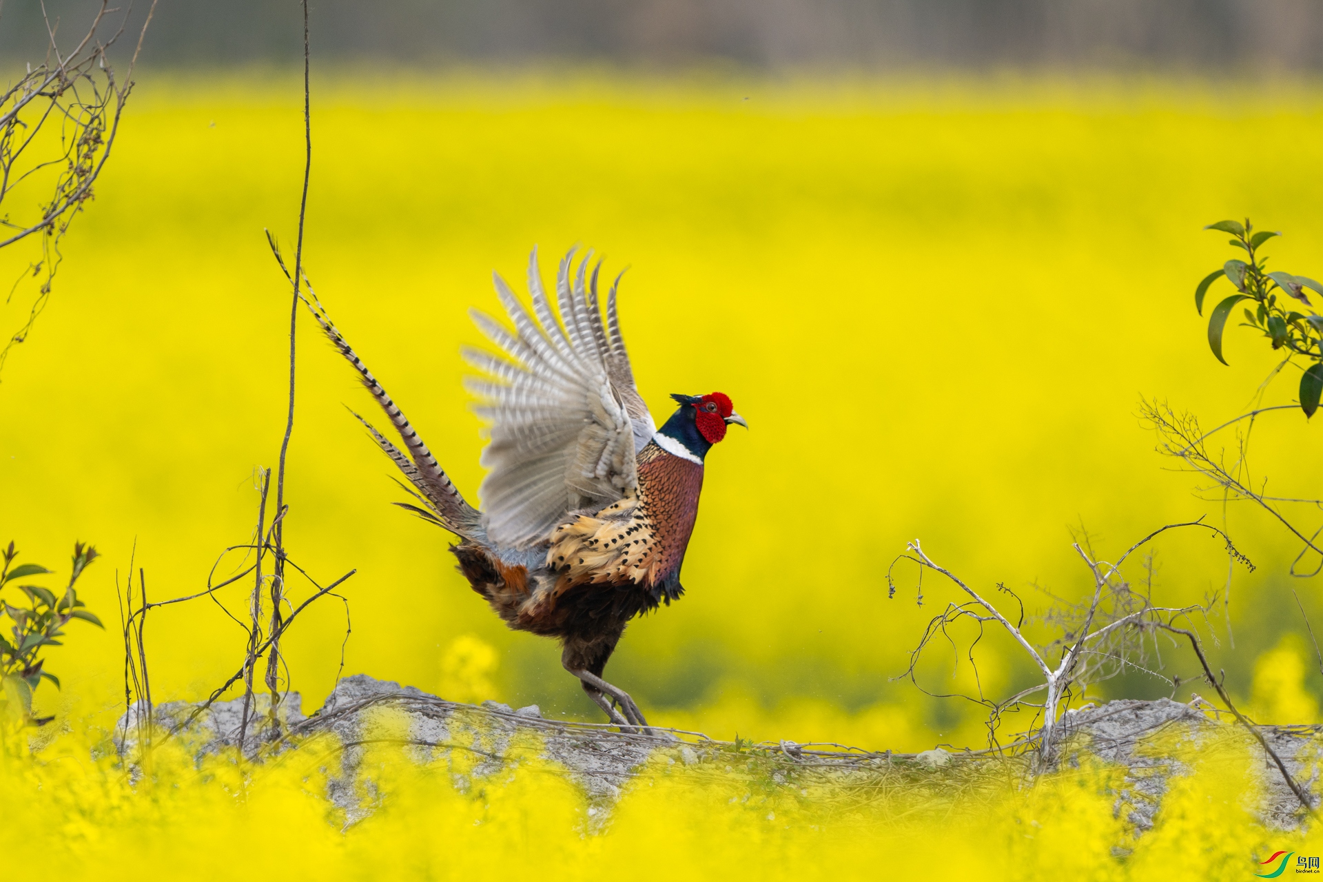 _DSC2762 ����.jpg