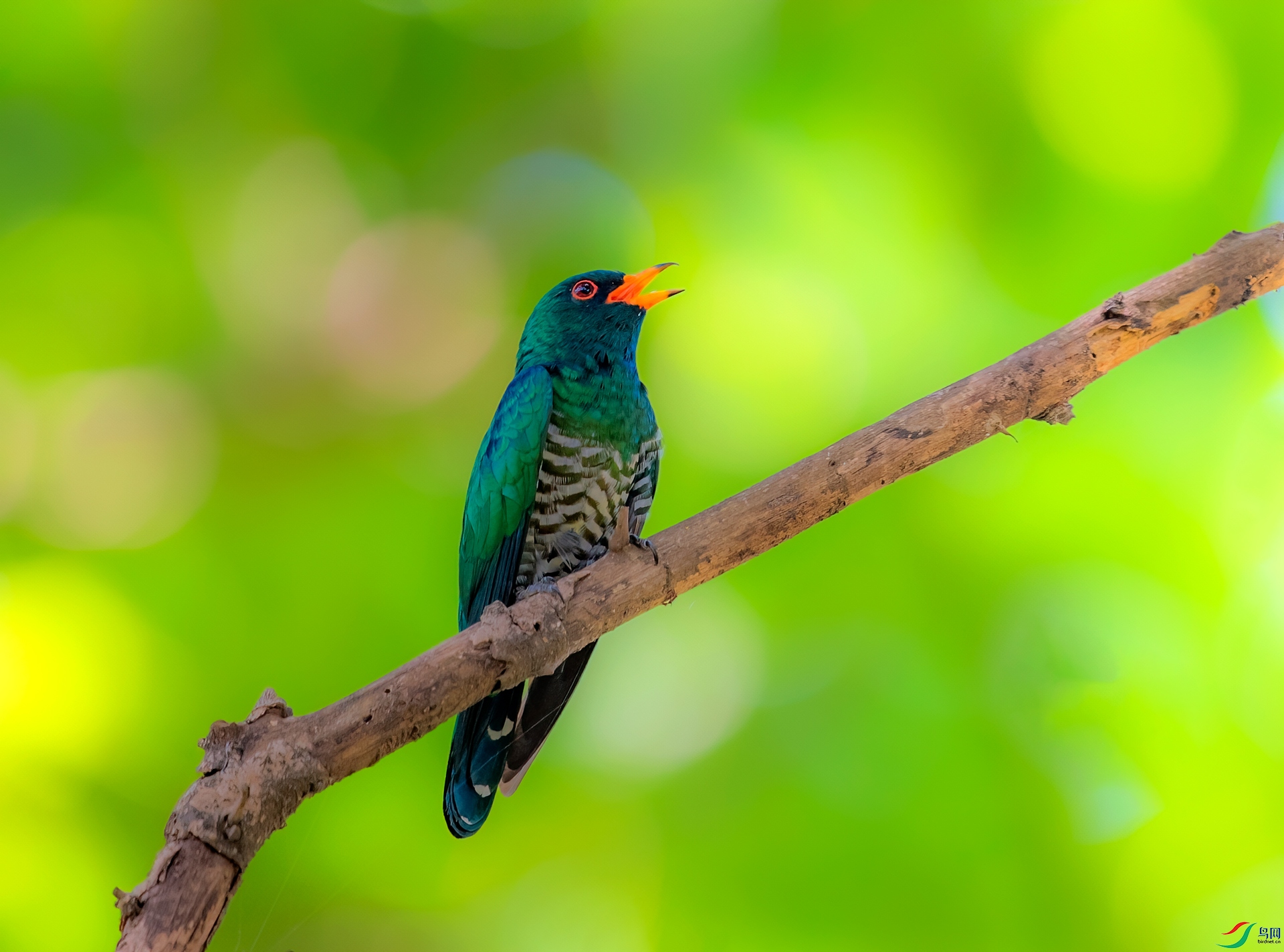 DSC_1431-1.jpg