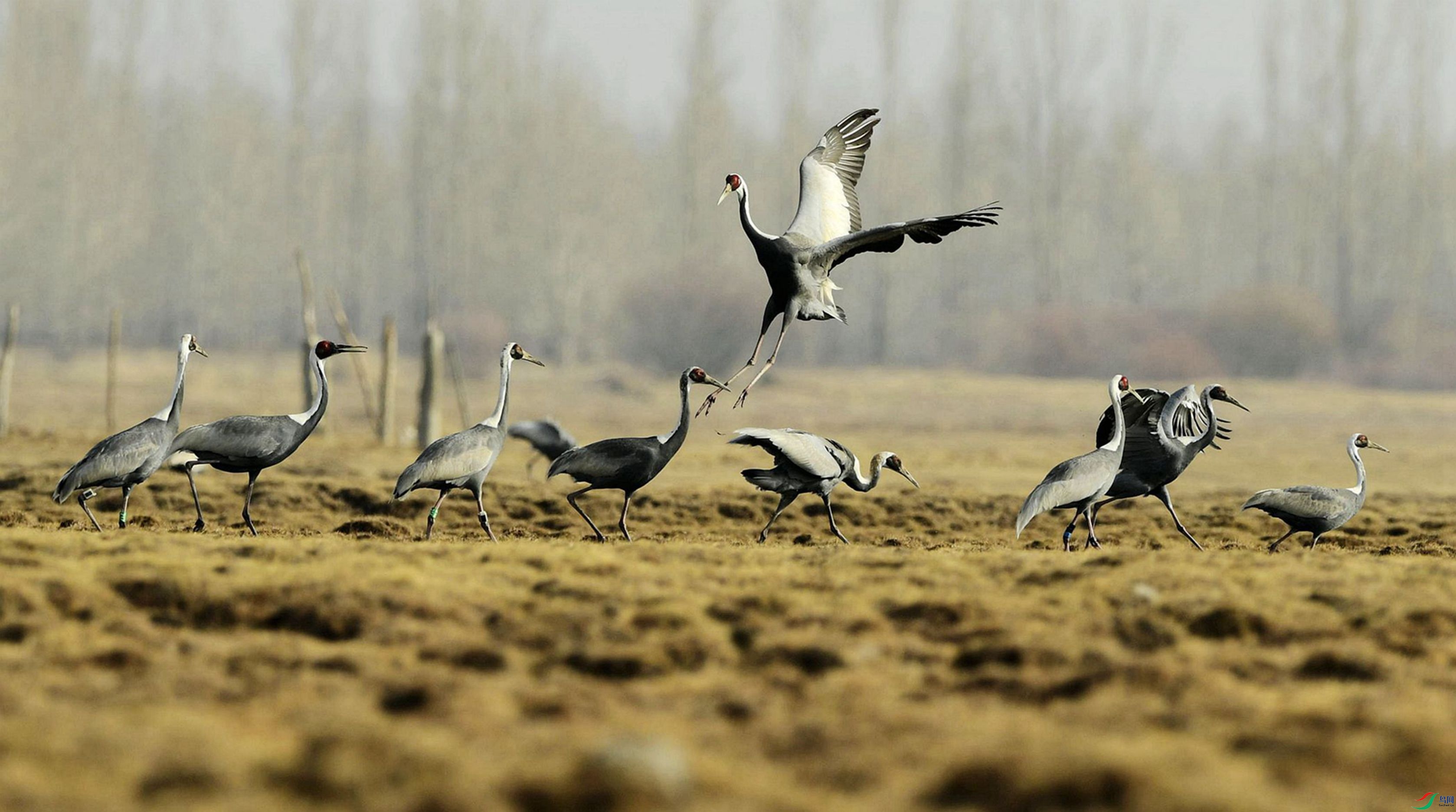 Ⱥ��Ļ�����