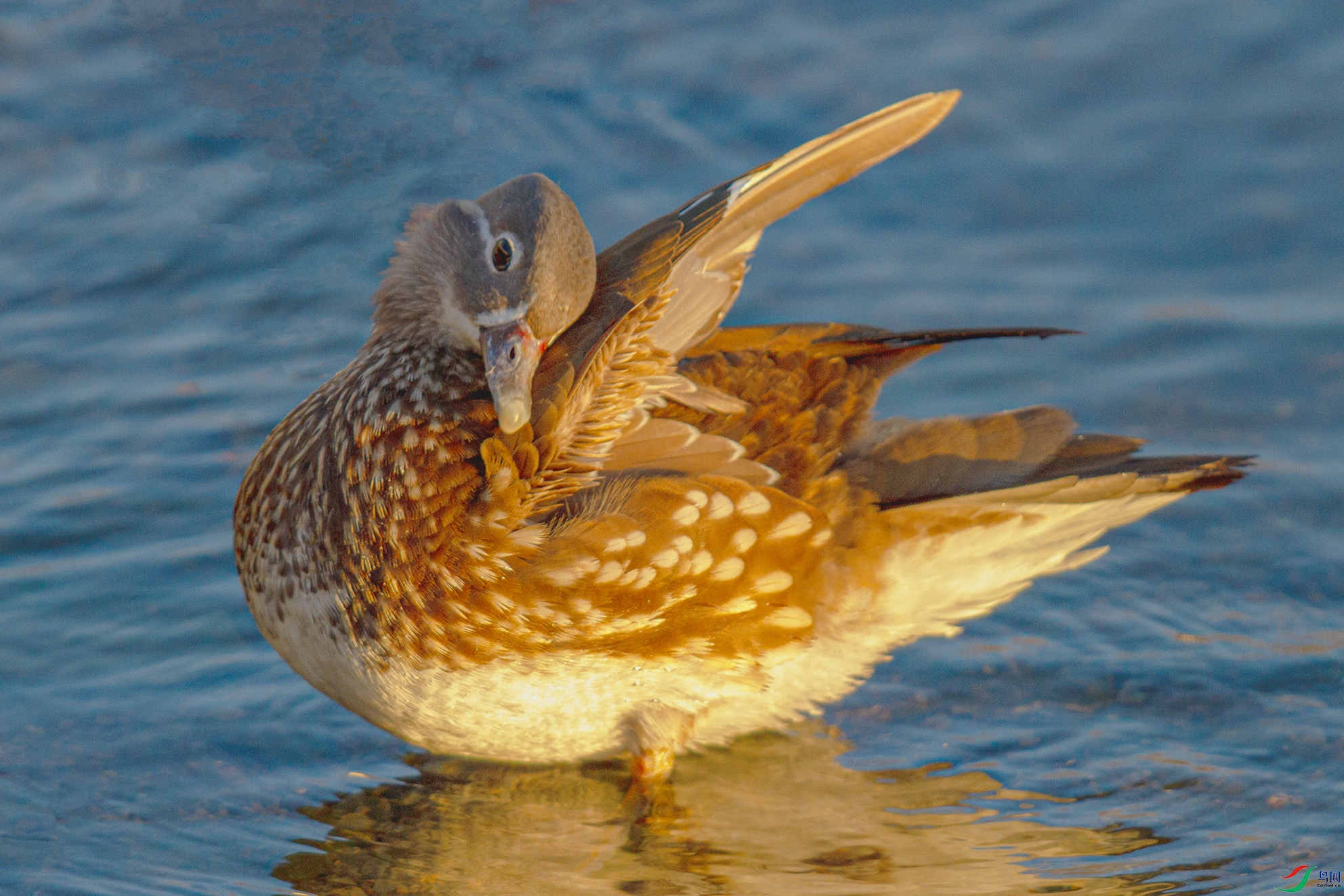 _MG_9408 ����.jpg