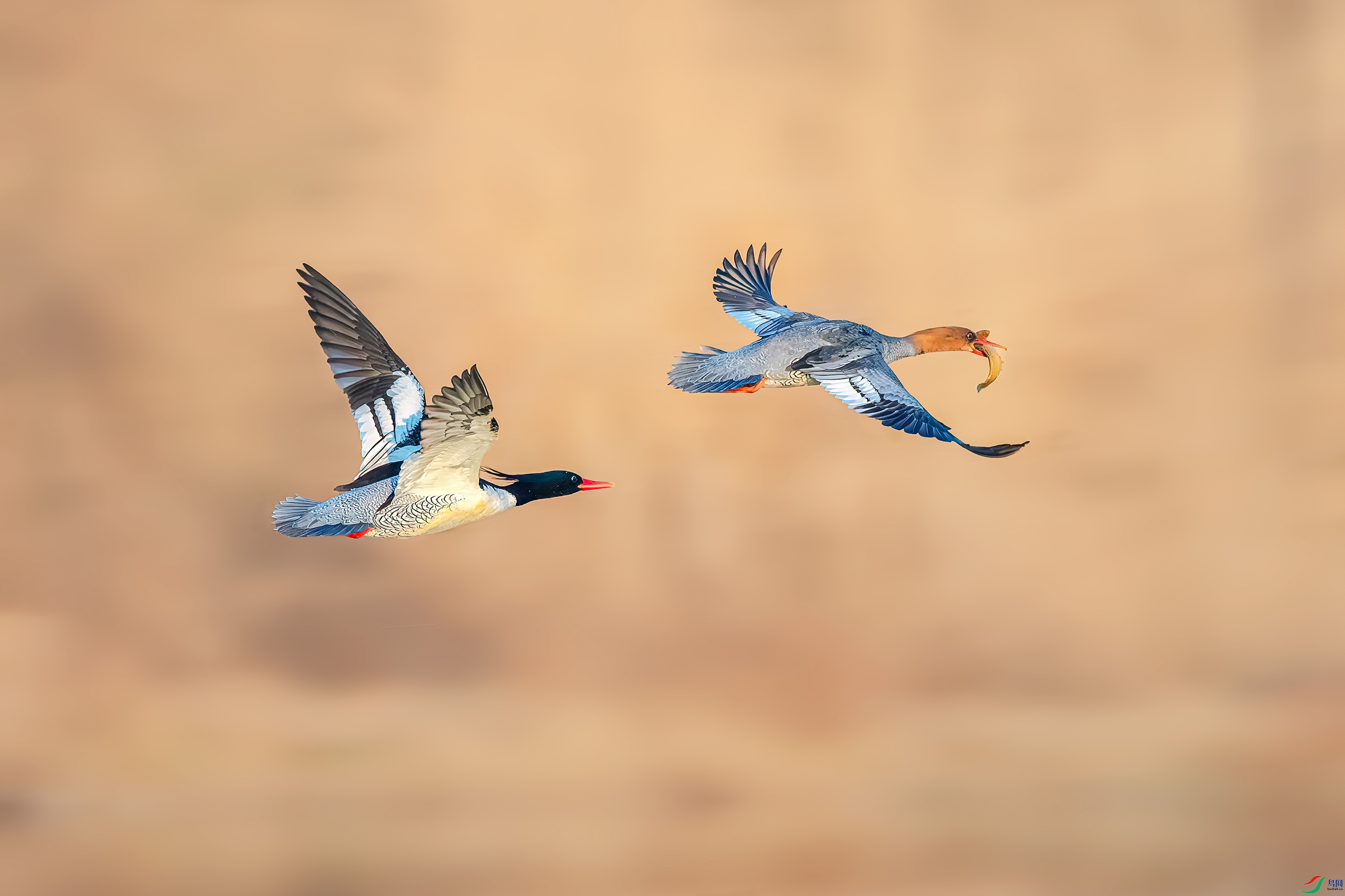 CQ0I9816n.jpg