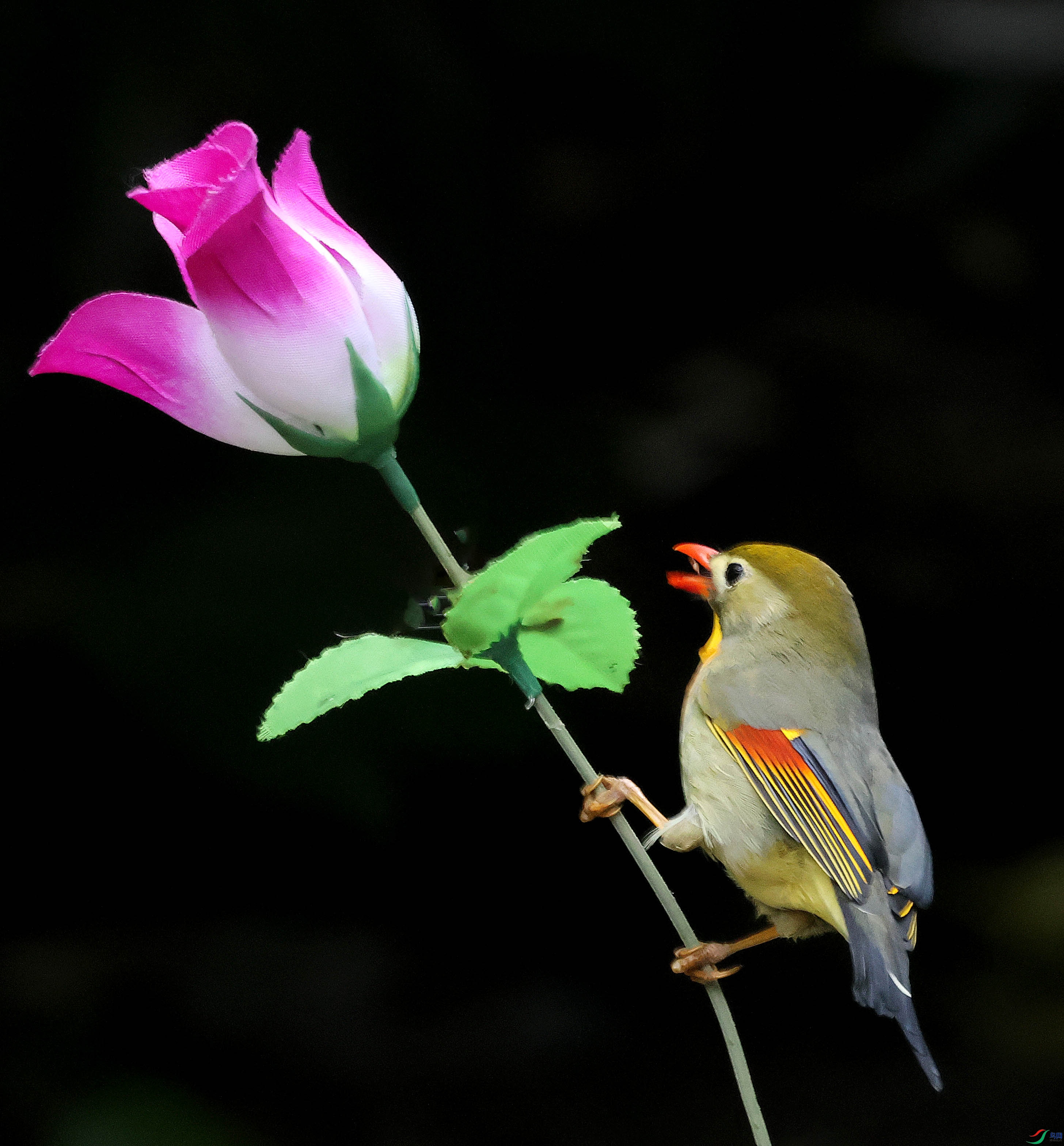 2G9A9777.JPG