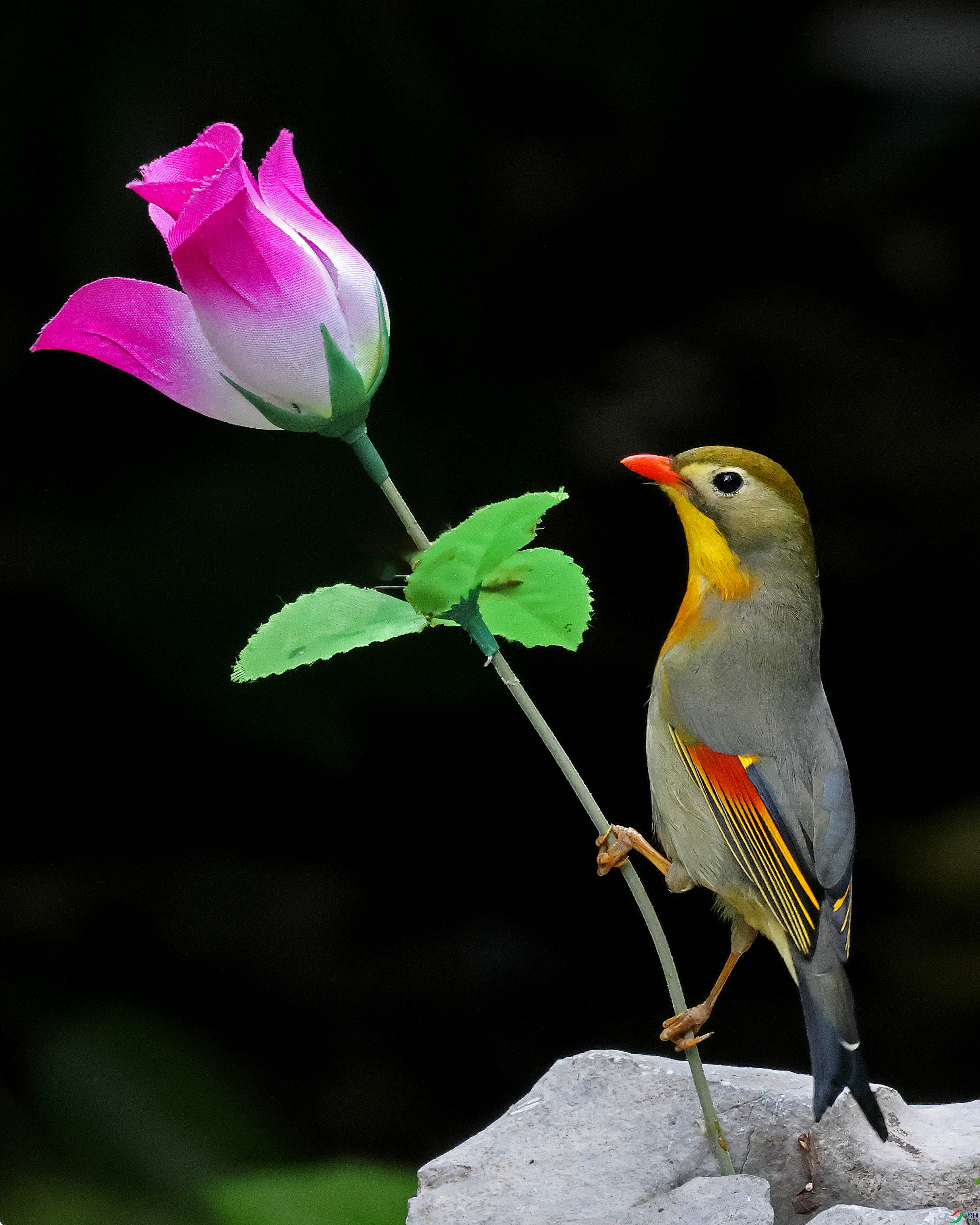 2G9A9796.JPG
