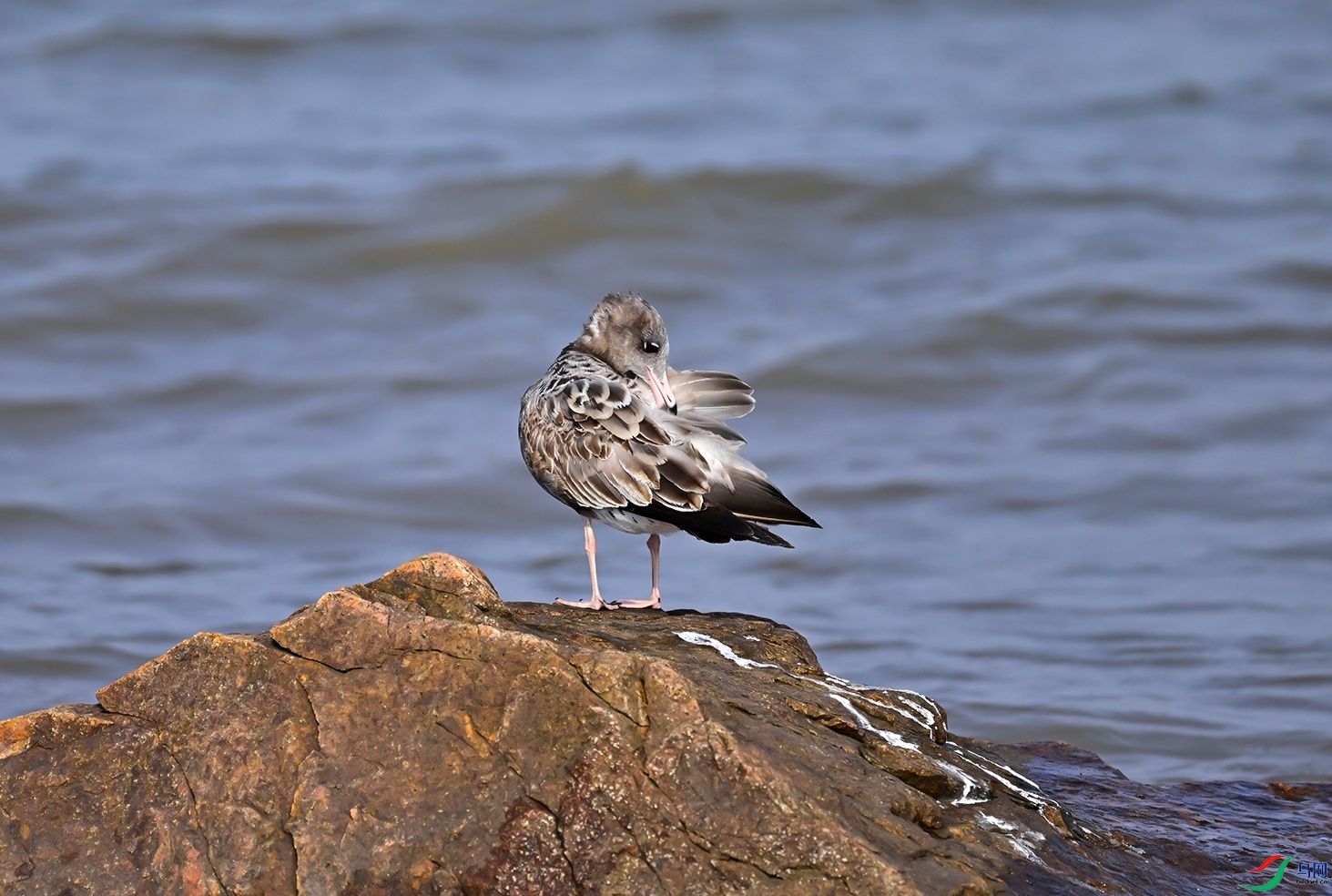 _DSC6452f.jpg