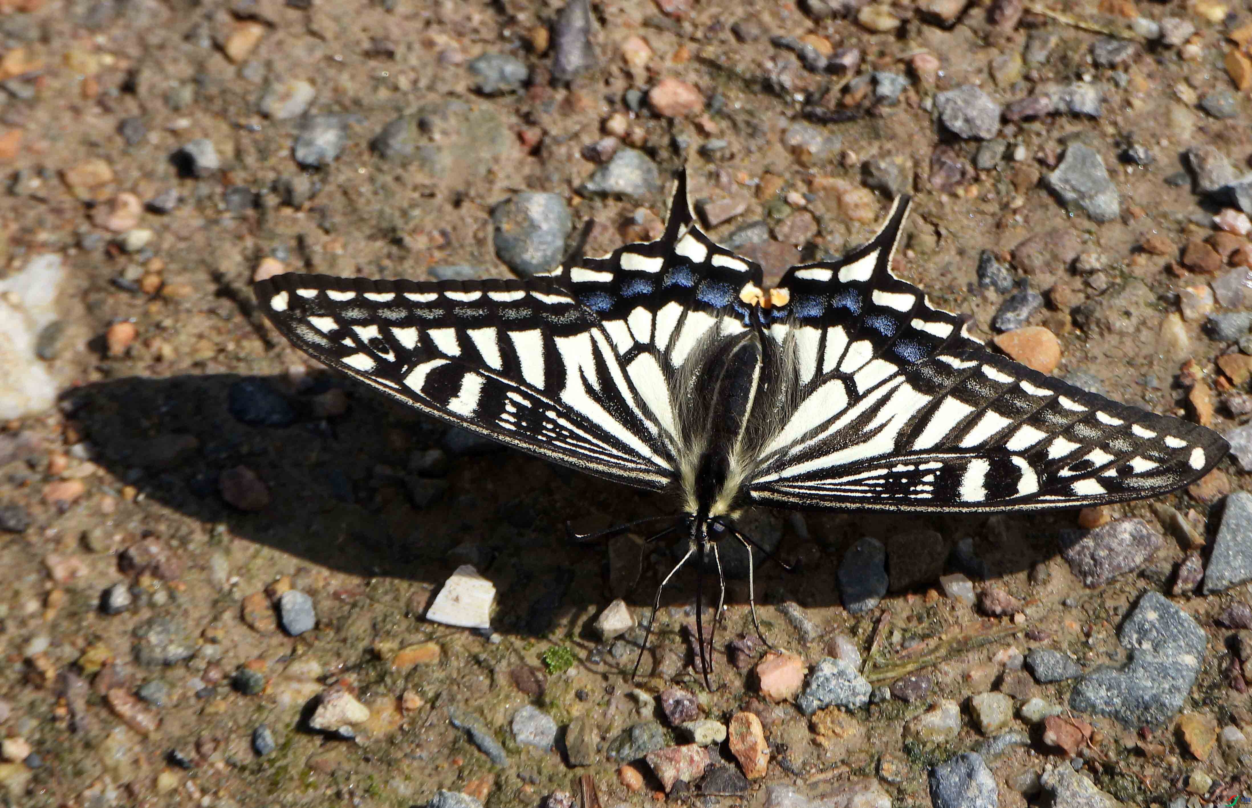 DSCN8751 һֻƯ���������Ǵ�� ���ߣ���ҫ ����.jpg