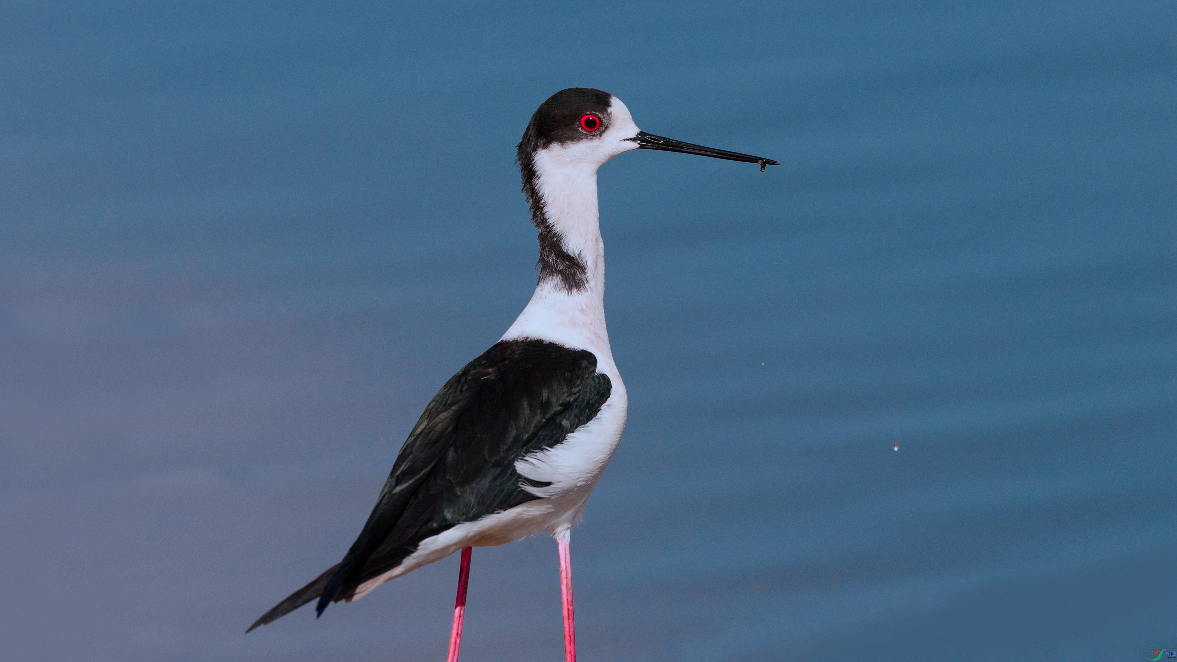 7X5A3462 ���� - ����.jpg