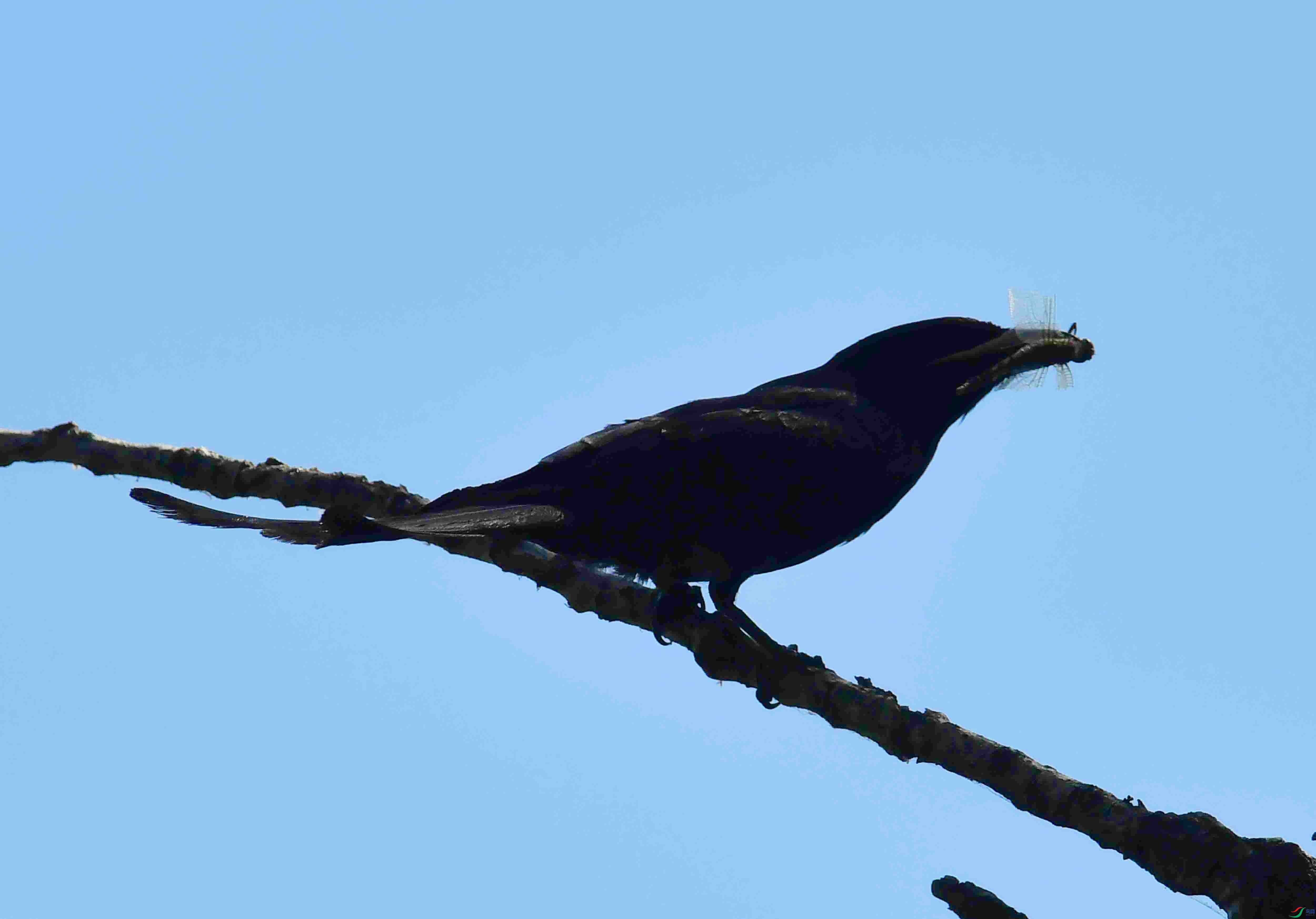 DSC_9692.JPG
