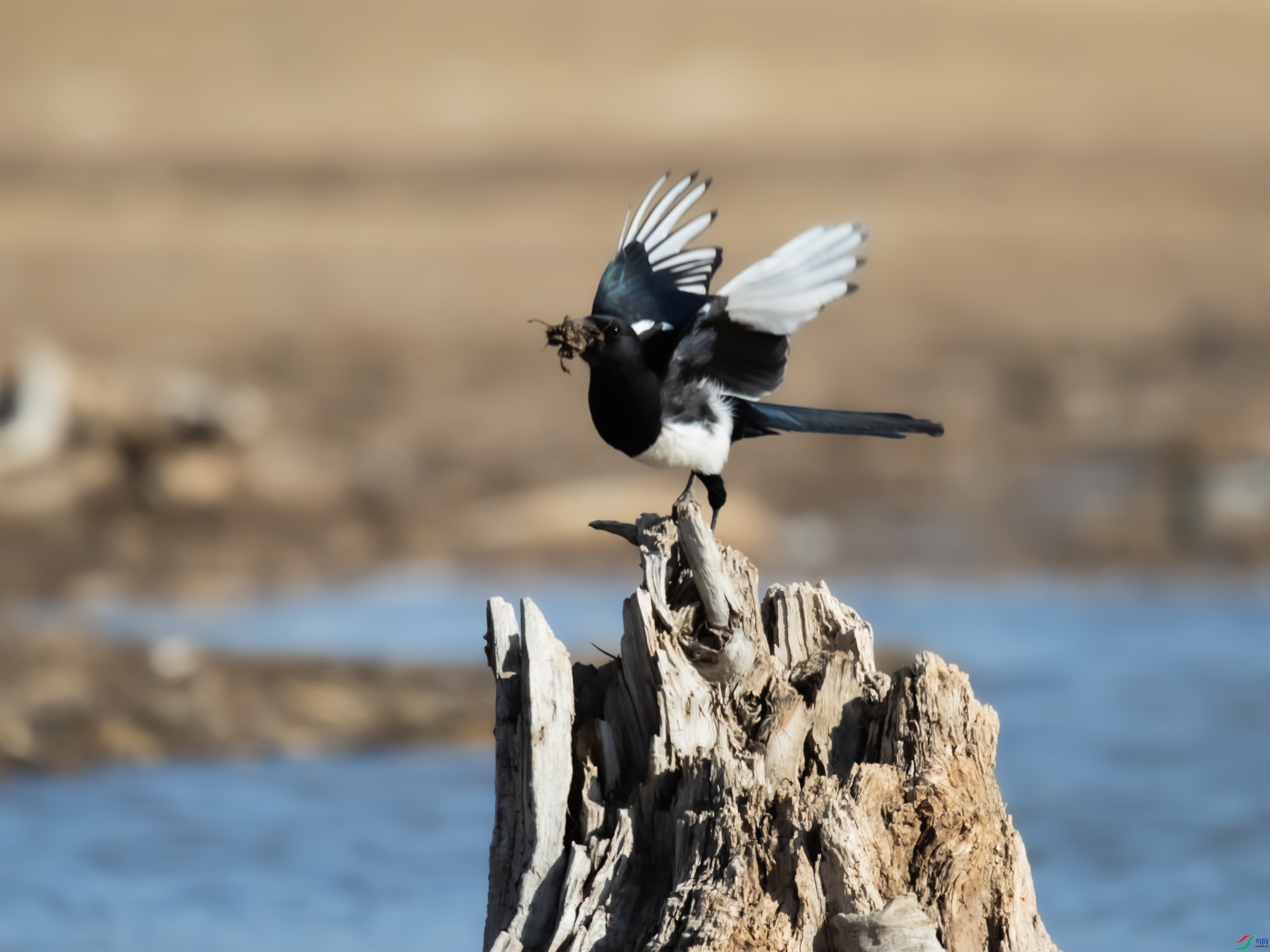 ��Ϊ������Ϊ��æ�� 4