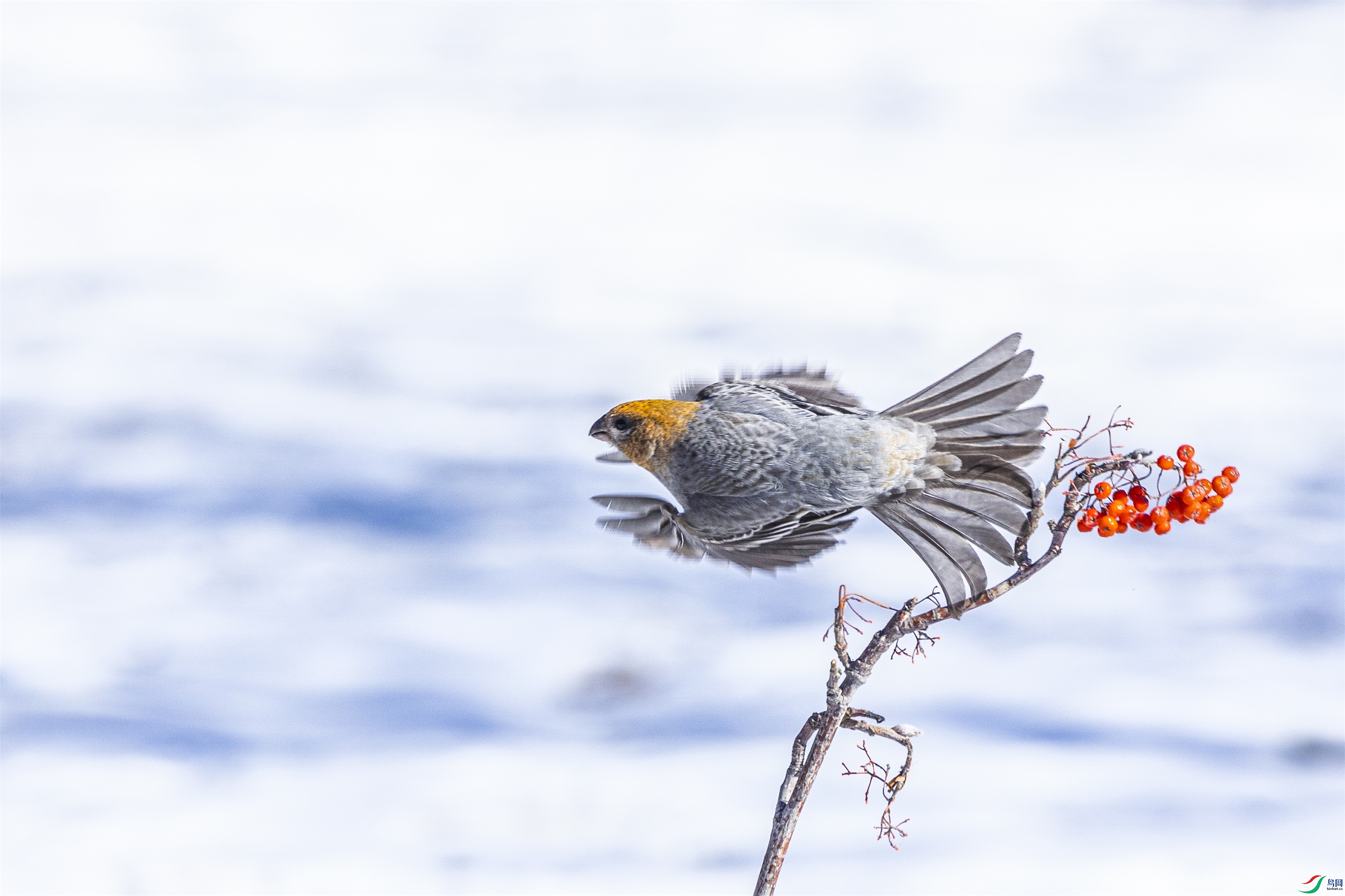 1K3A4061 ����1.jpg