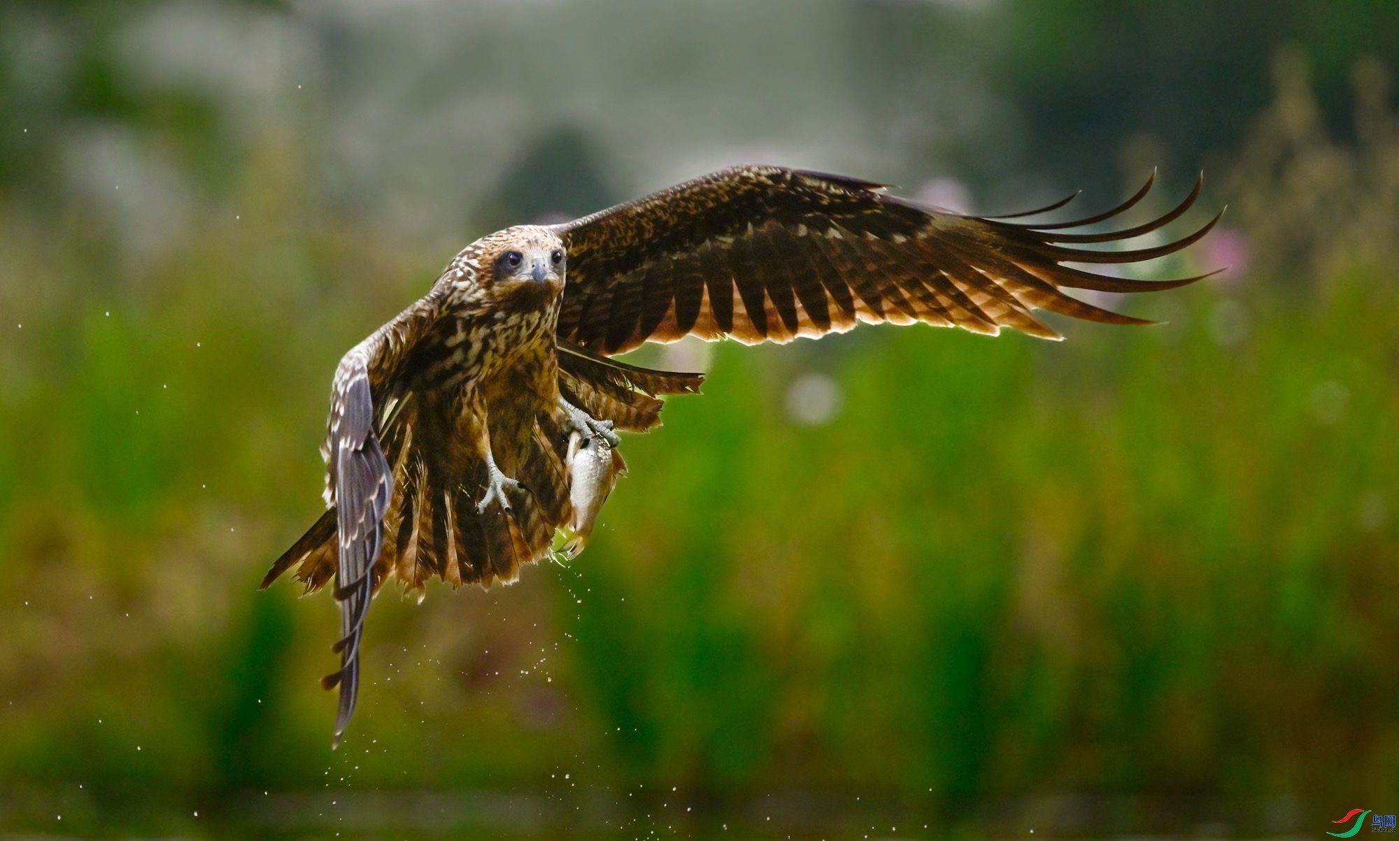 ս��Ʒ  ���� �������-����  �ܶ�.jpeg