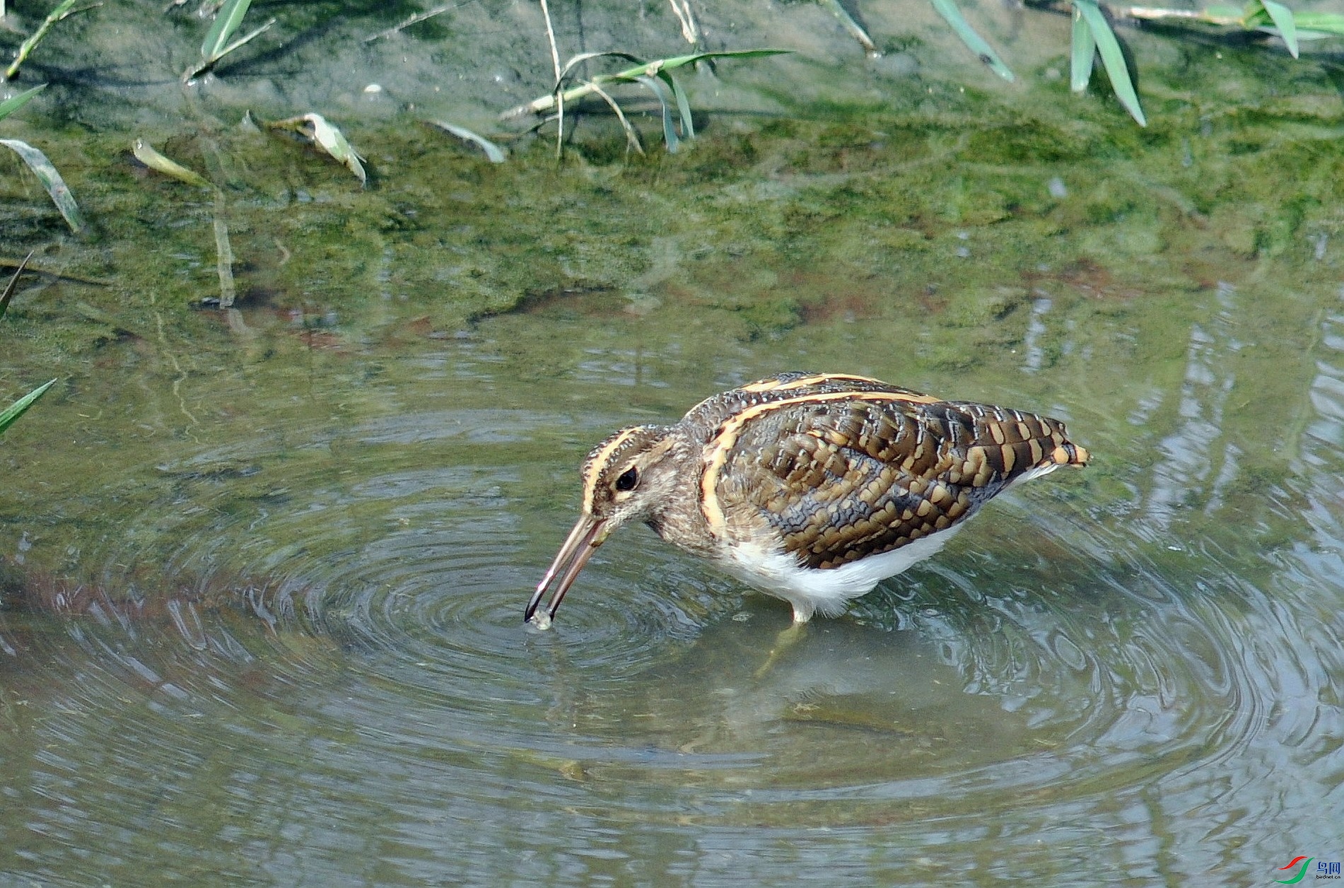 DSC_2393.jpg