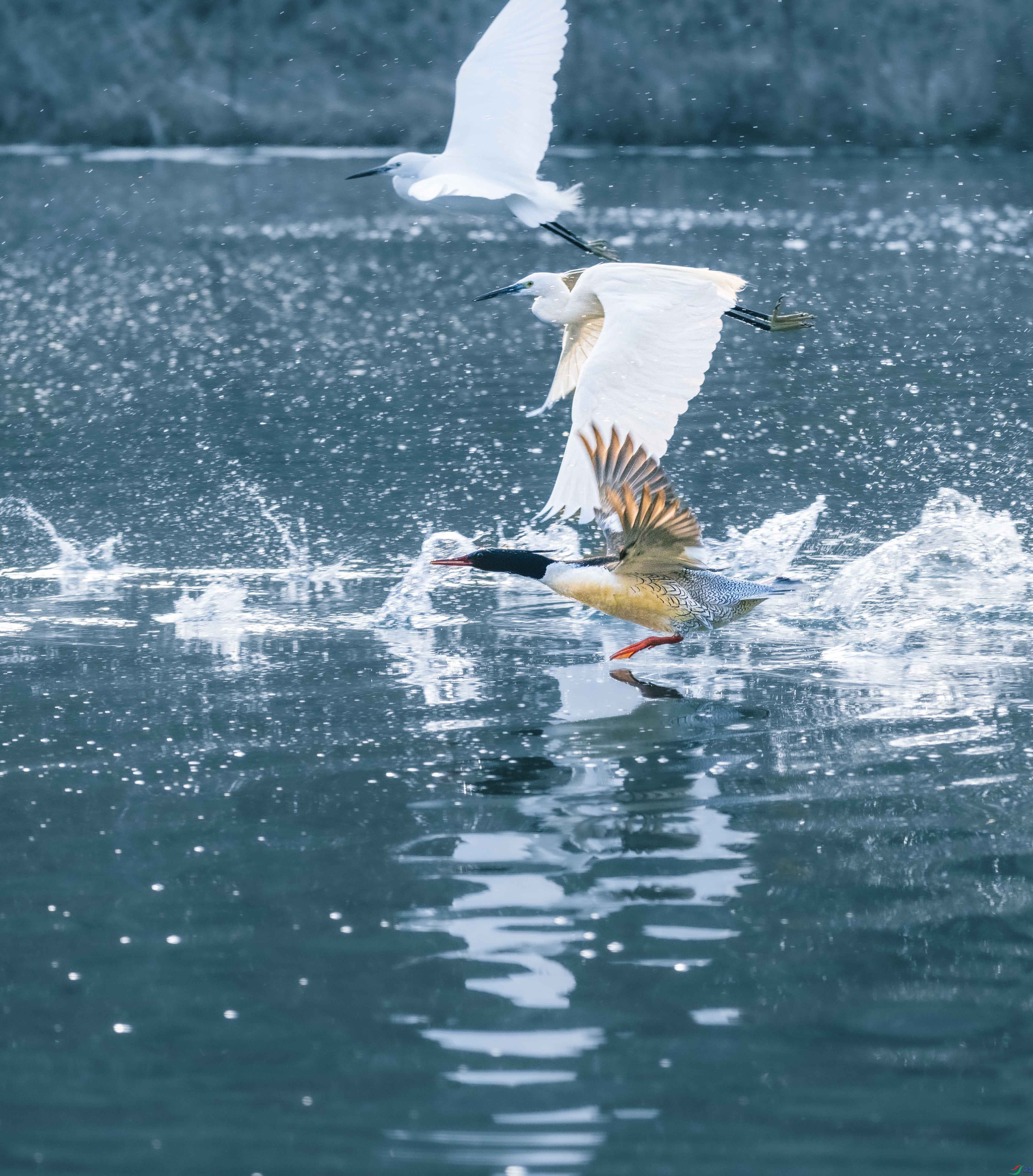 DSC_3461.jpg