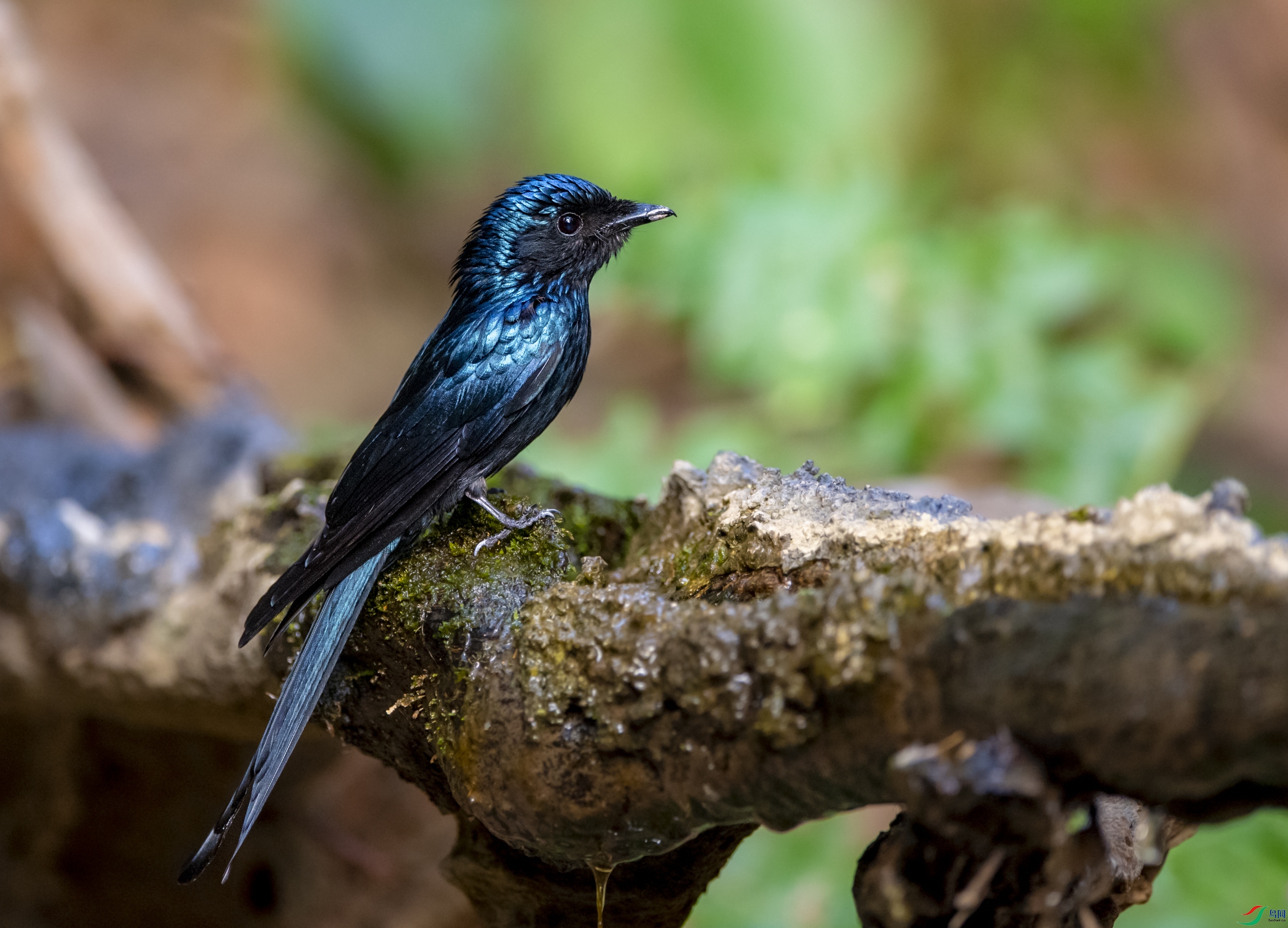 DSC_9013С��.JPG
