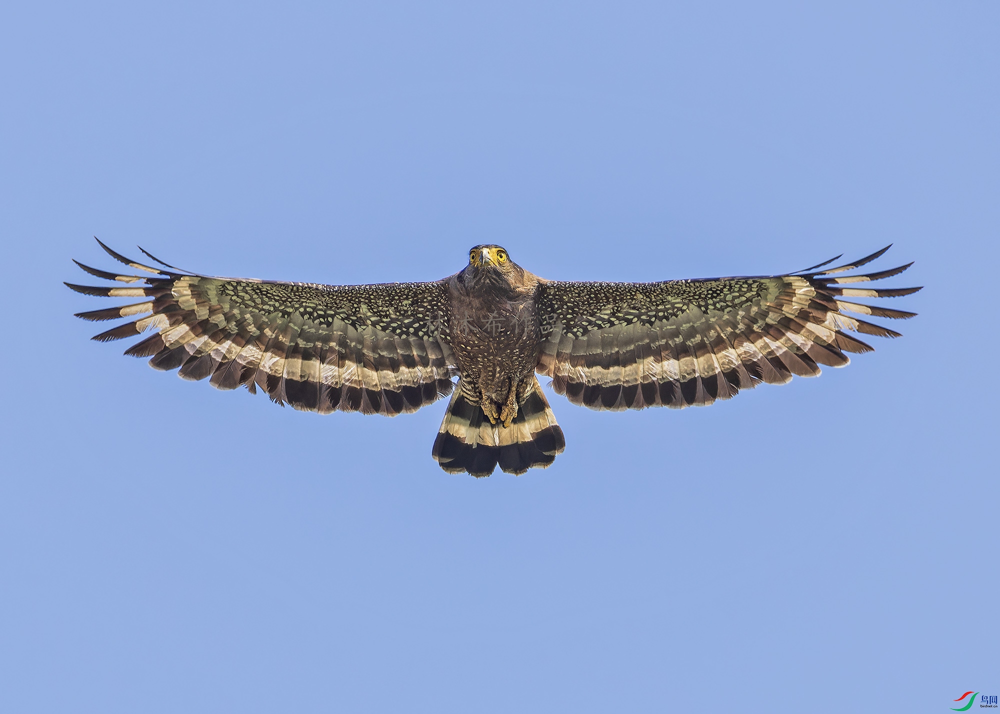 _97A8976-CR3 copy.jpg