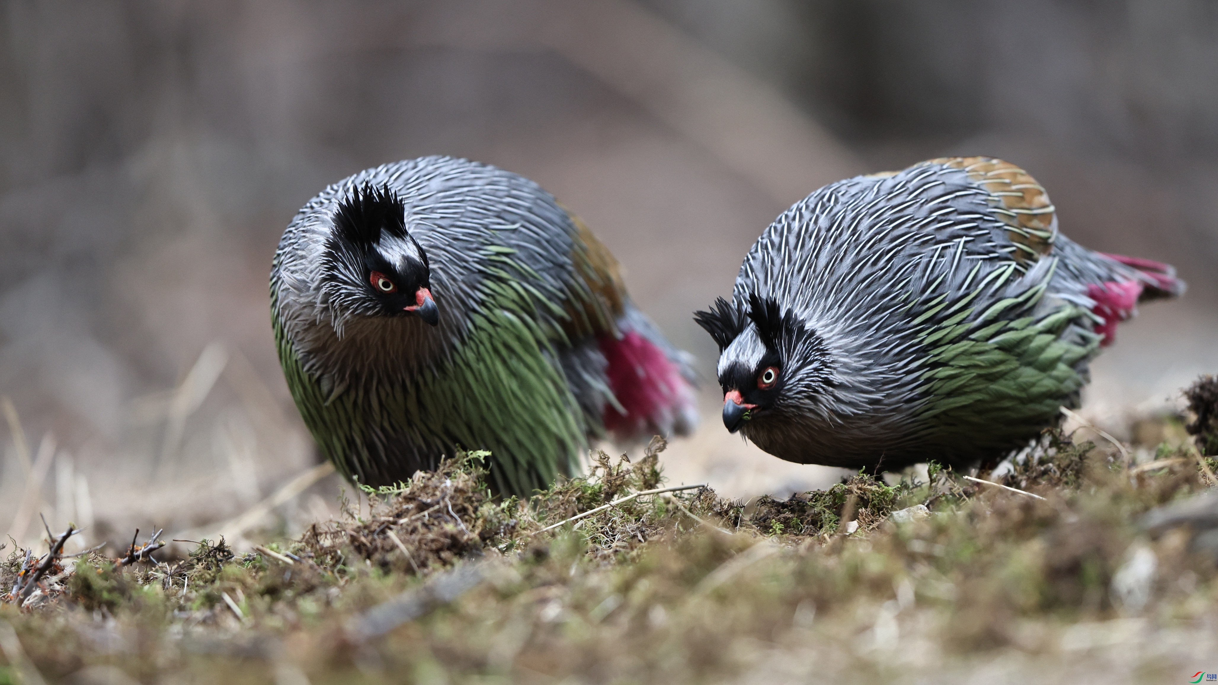 7X5A6947 - ����.JPG