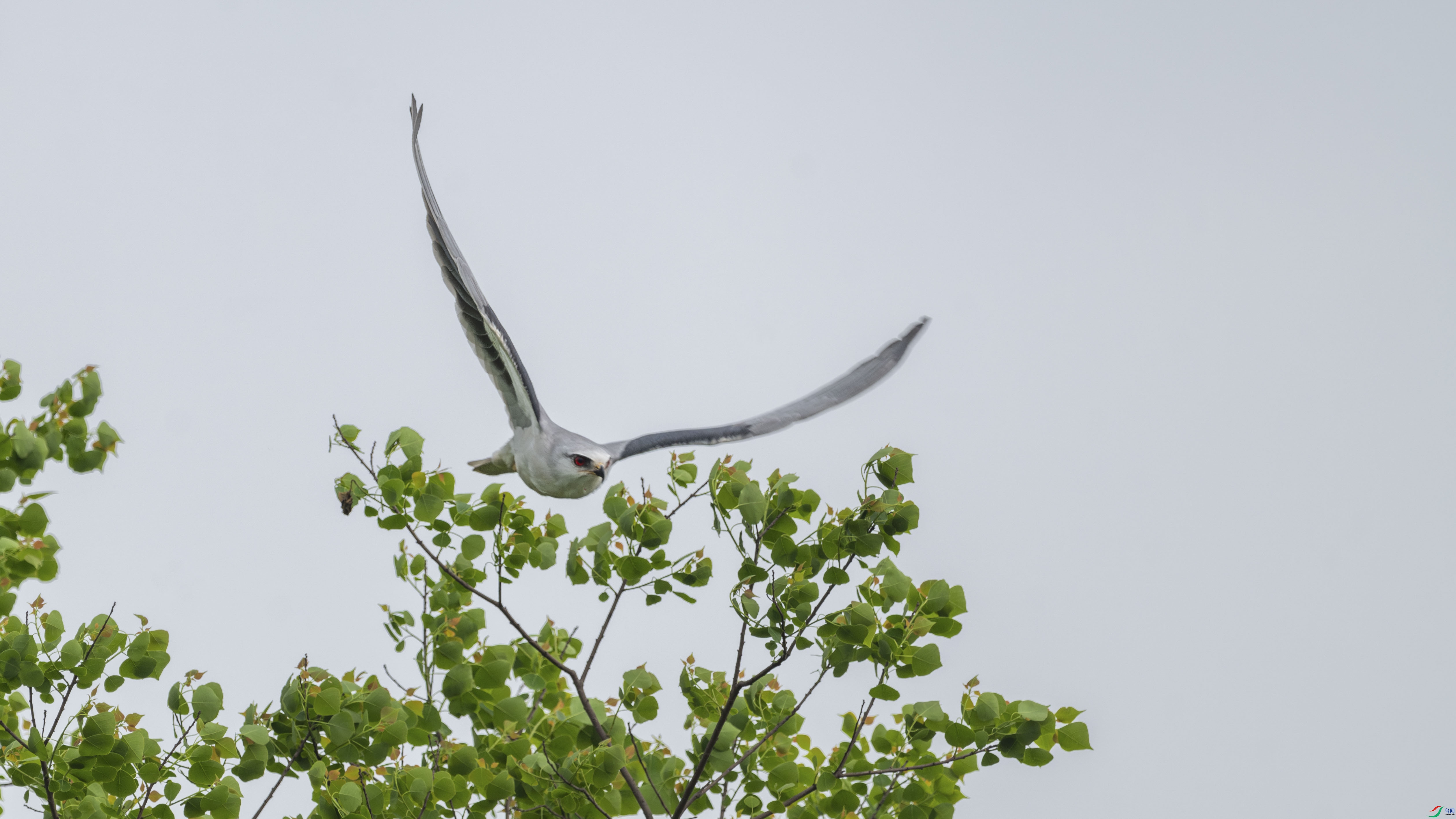 DSC_9444_1.JPG