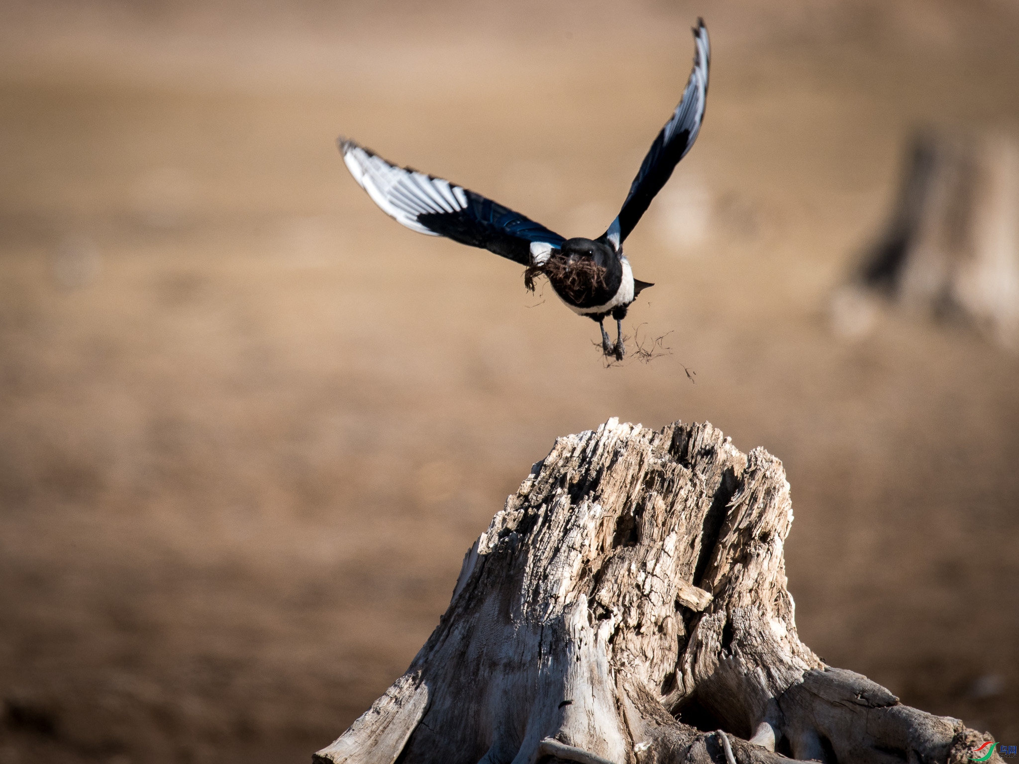 ��Ϊ������Ϊ��æ�� 8