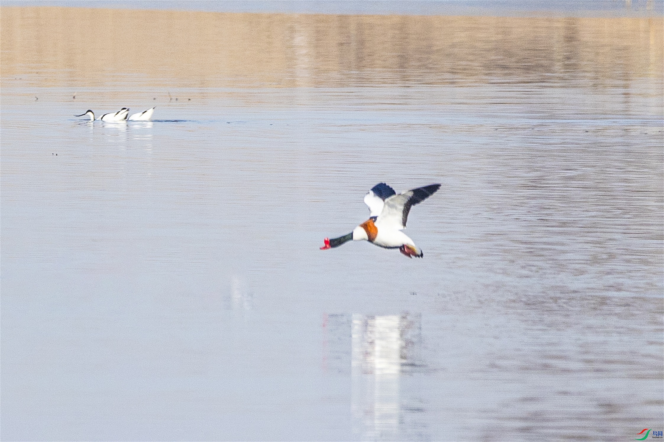 1K3A4701 ����1.jpg