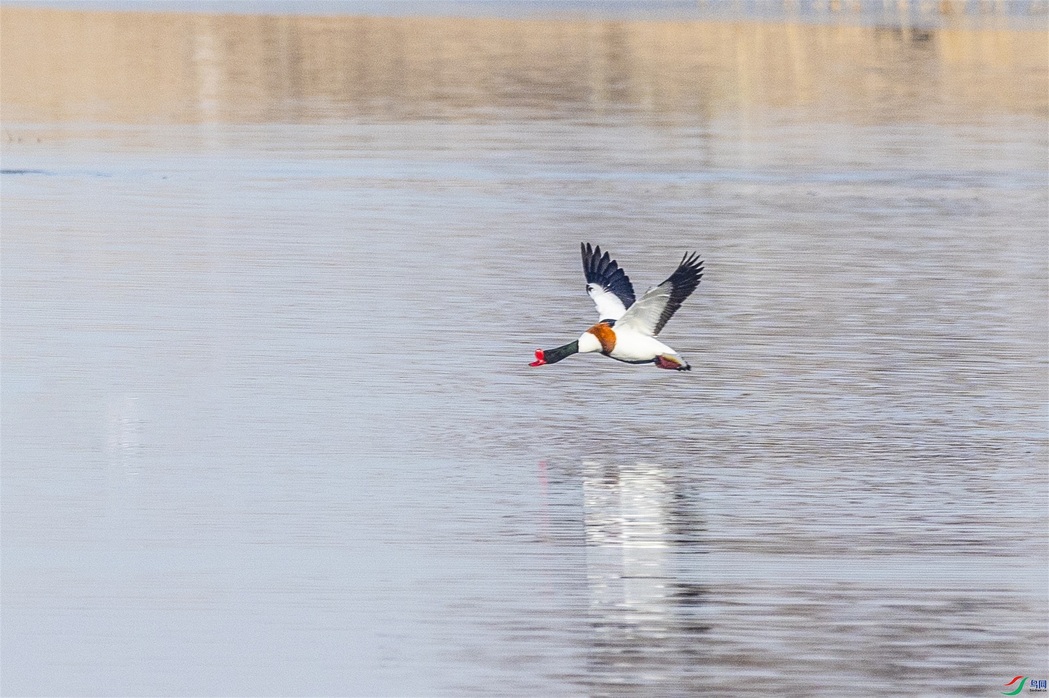 1K3A4698 ����1.jpg