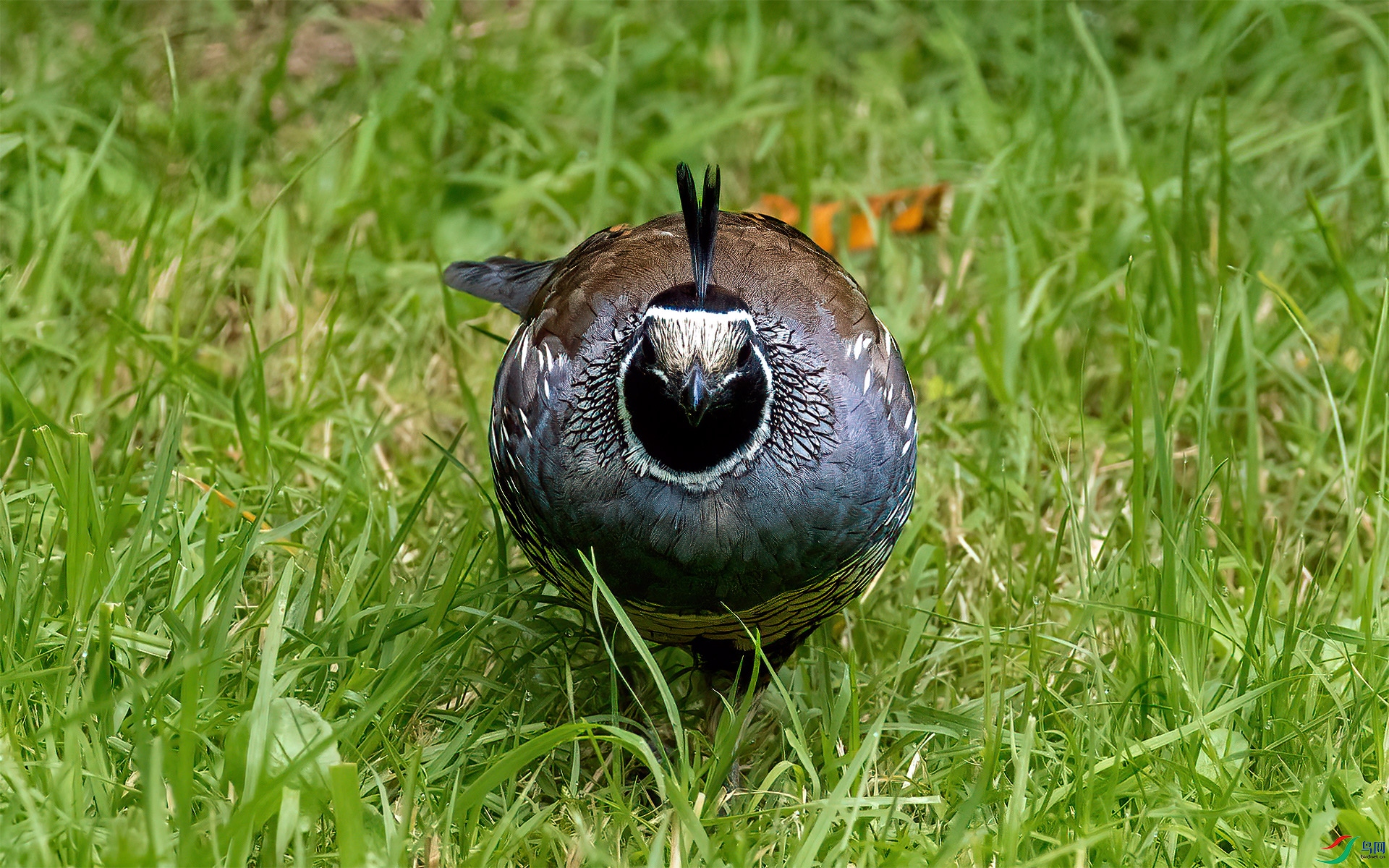 P3261790-1�龱����.jpg
