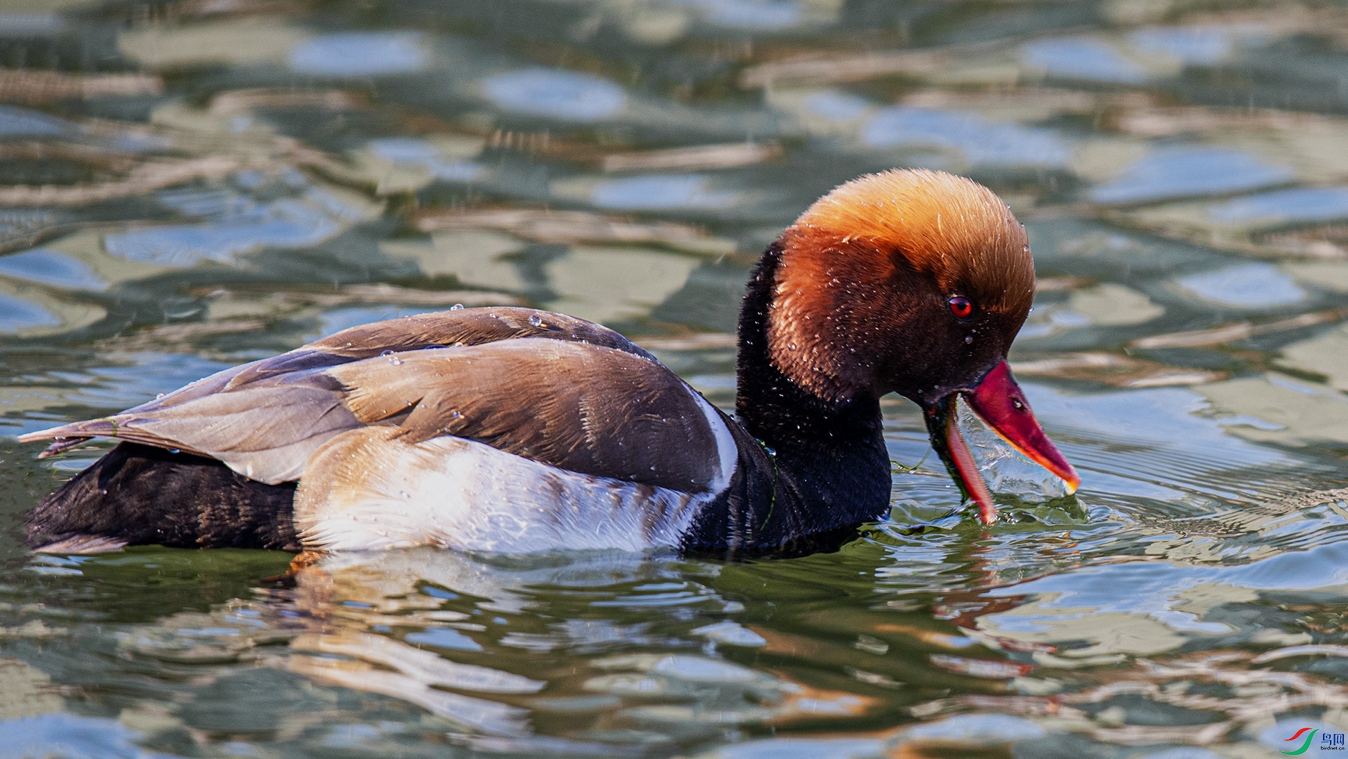 _90I2630 ����.jpg