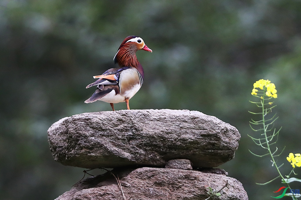 ԧ��3 ����.jpg