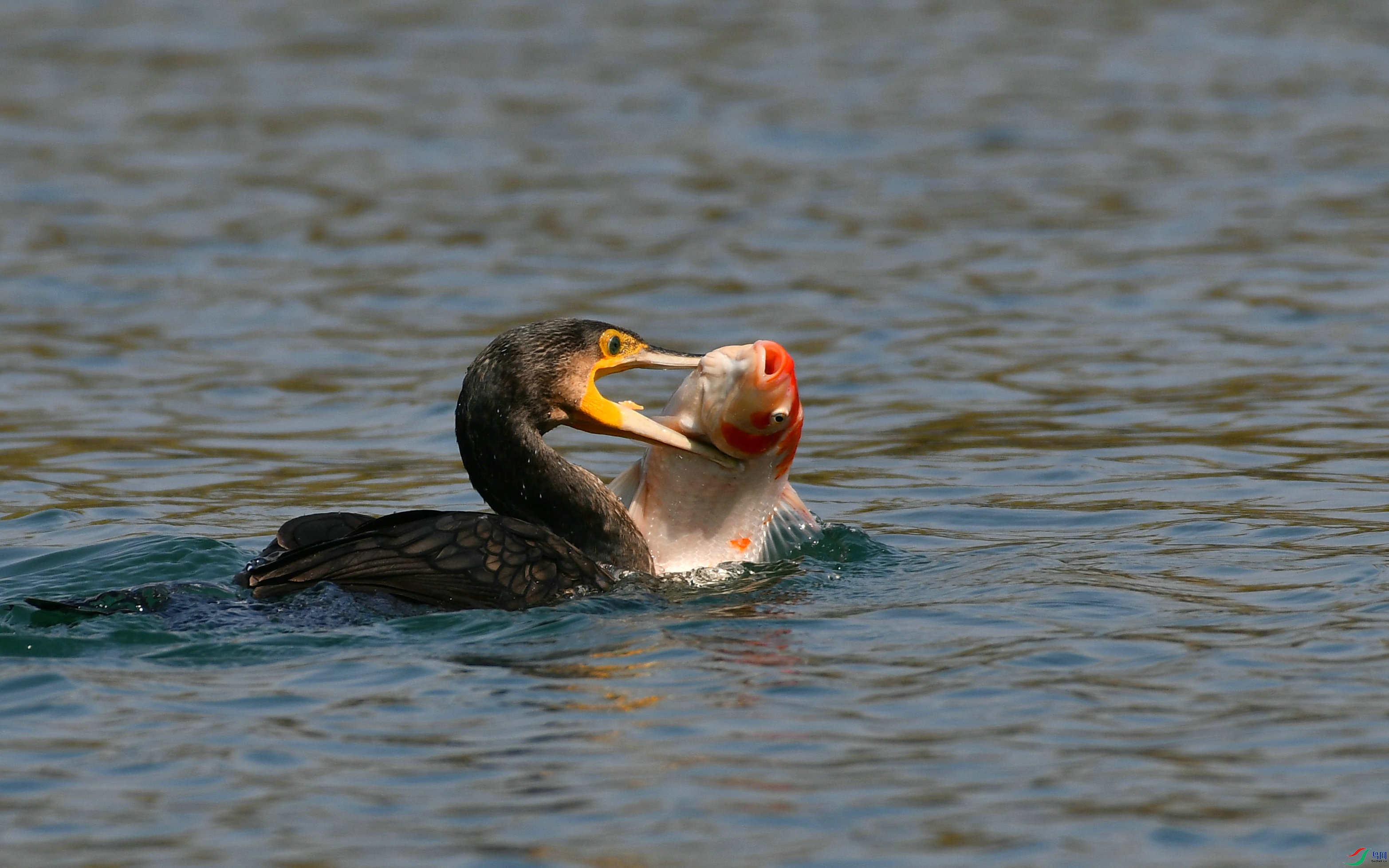 DSC_6789.JPG