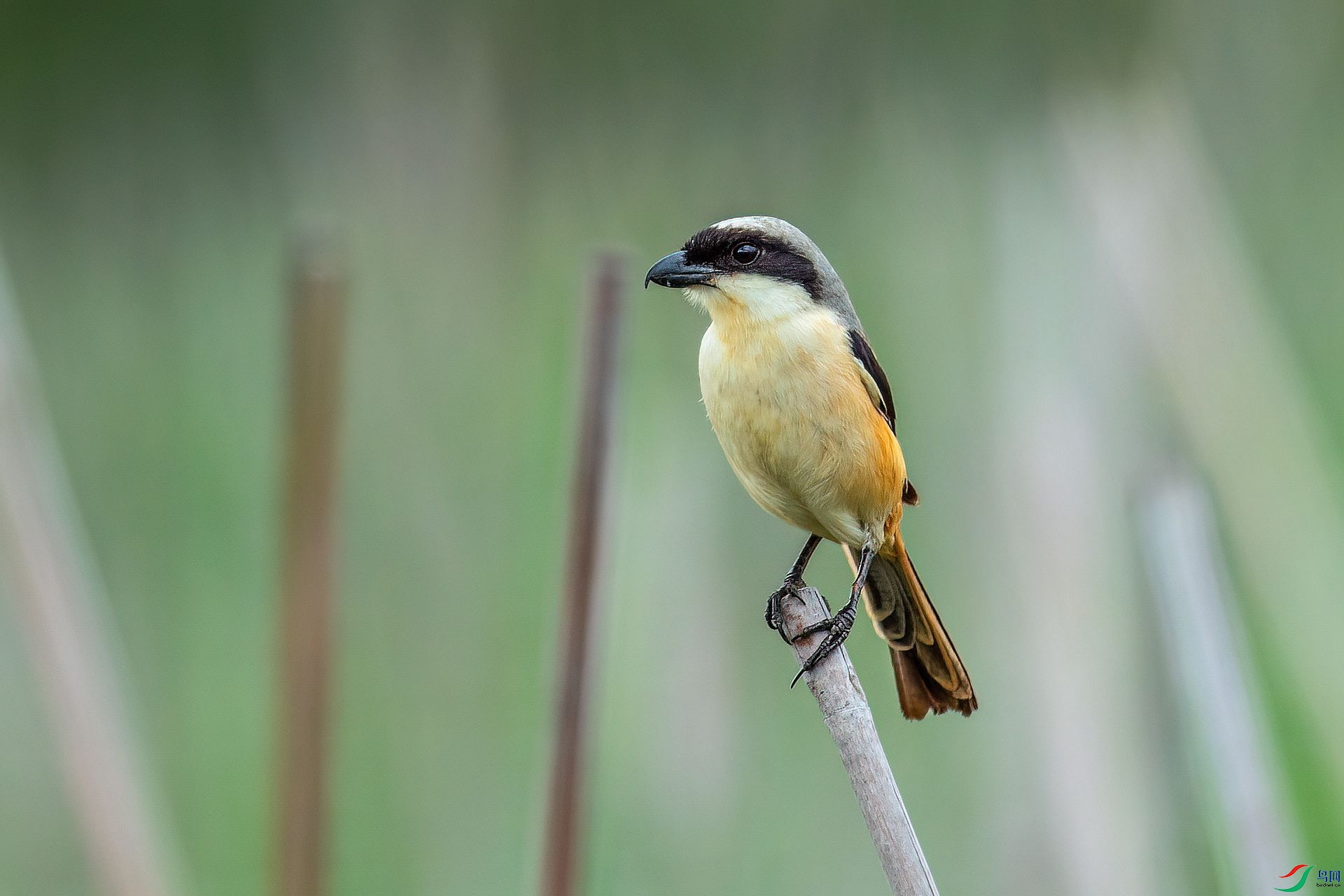 DSC_2423.jpg