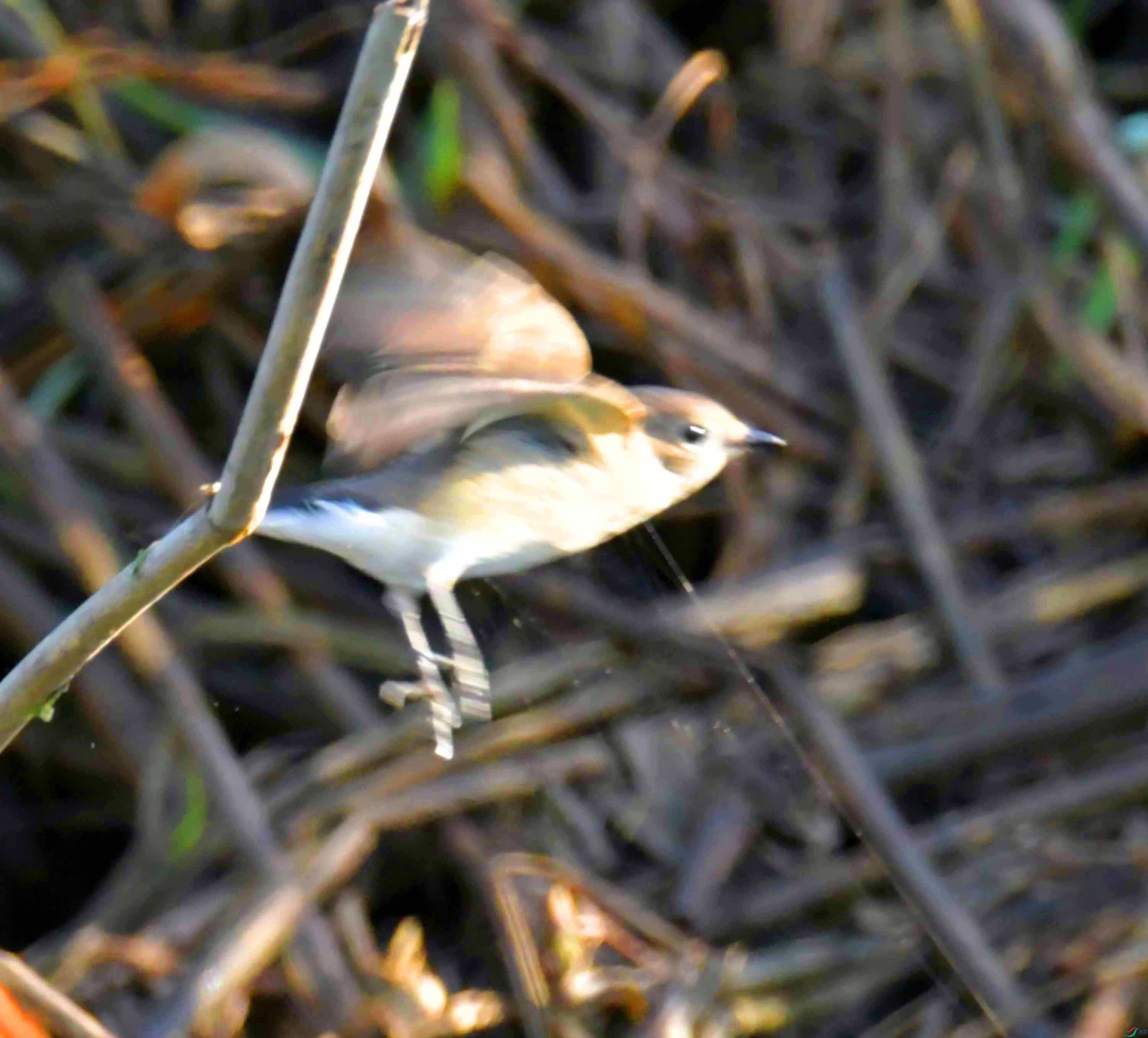 DSC_8112.JPG